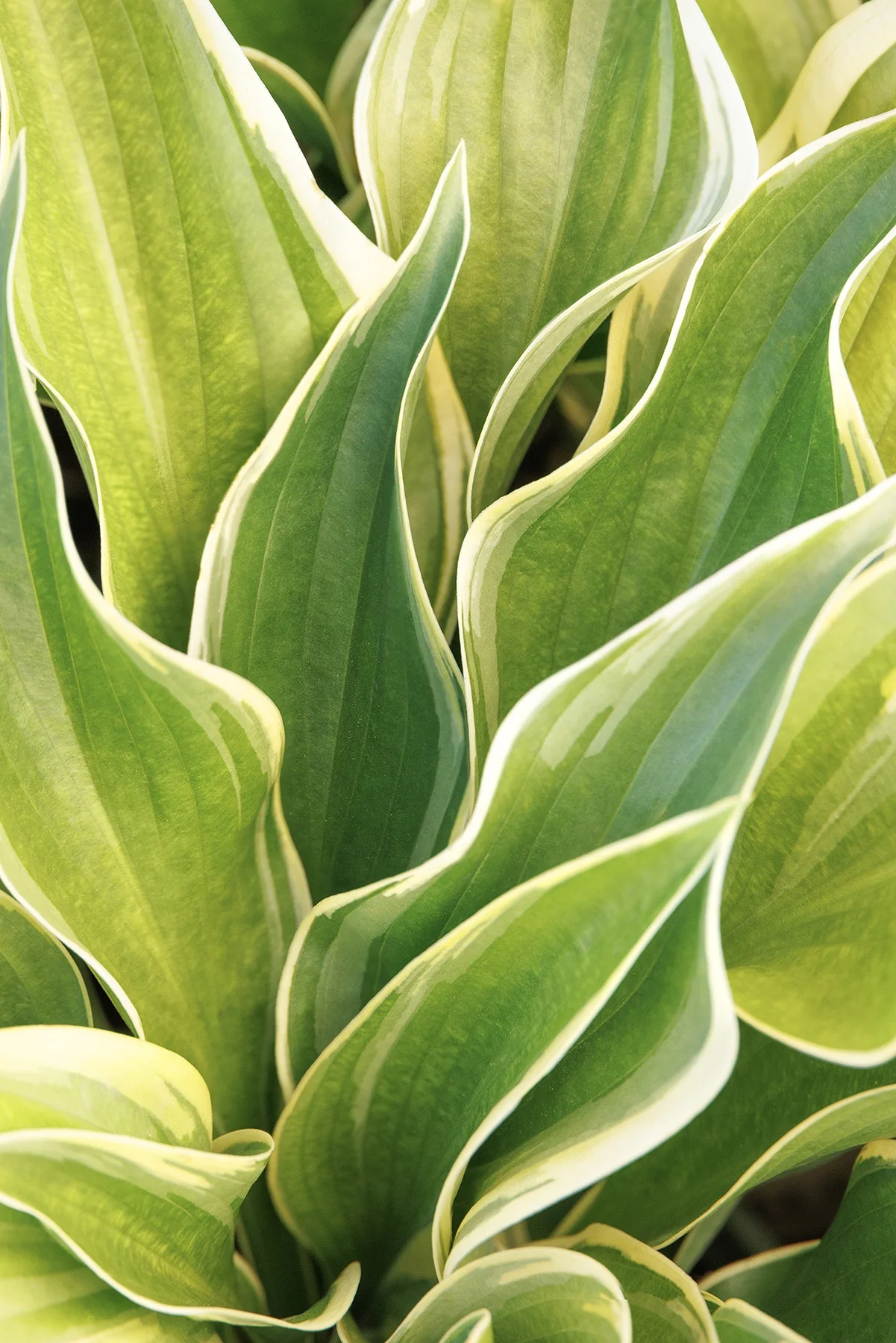 © Monrovia by Doreen Wynja