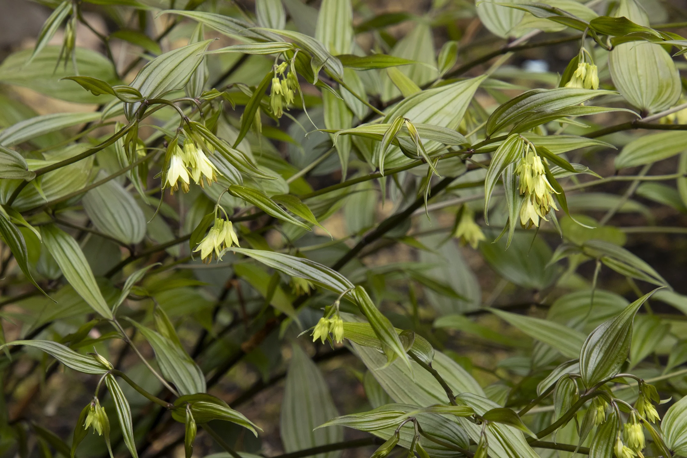 Liftoff® Chinese Fairy Bells, Disporum longistylum 'MonLift'