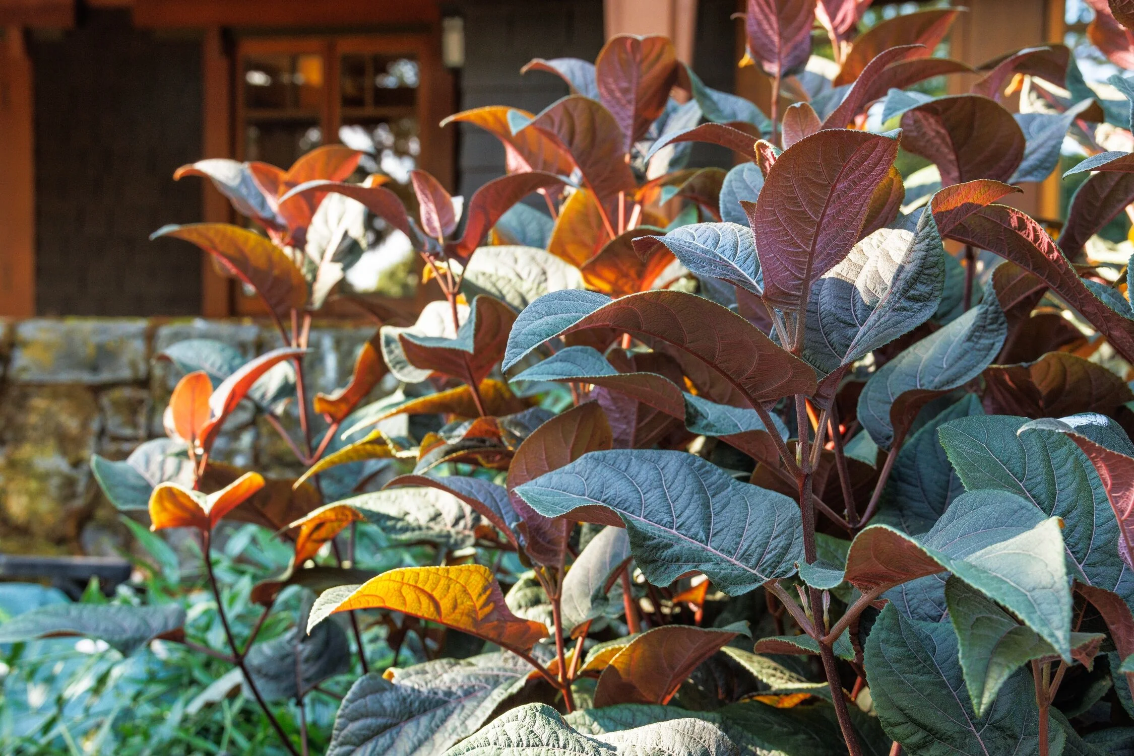 © Monrovia by Doreen Wynja