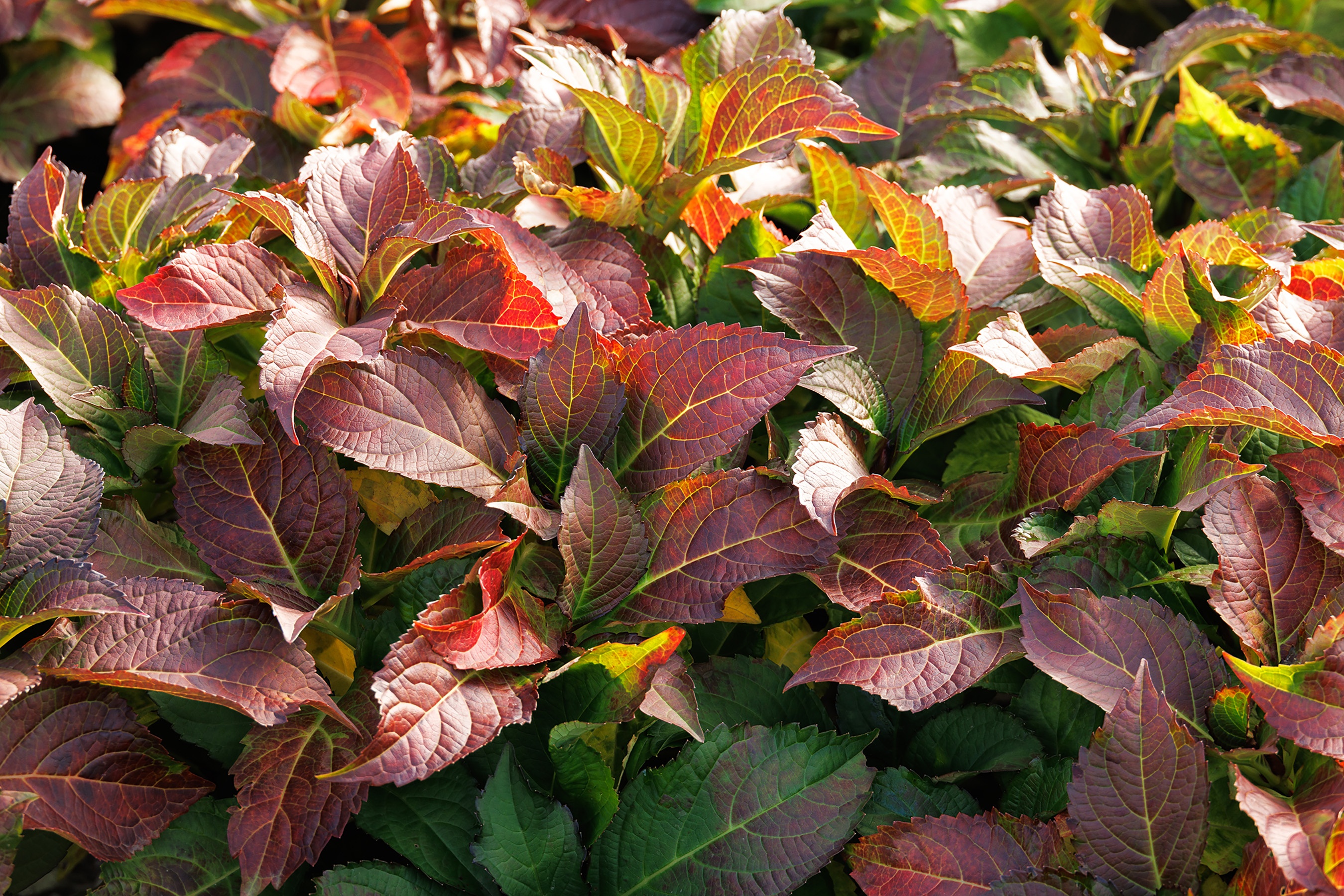 Seaside Serenade® Fire Island Hydrangea, Monrovia Plant