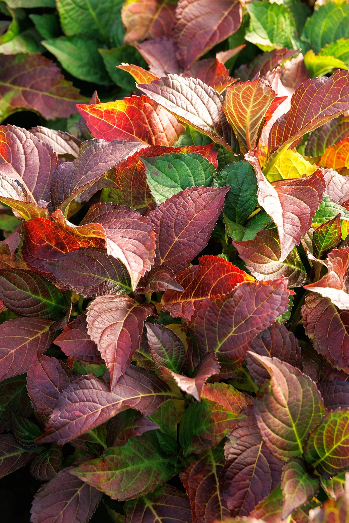 © Monrovia by Doreen Wynja