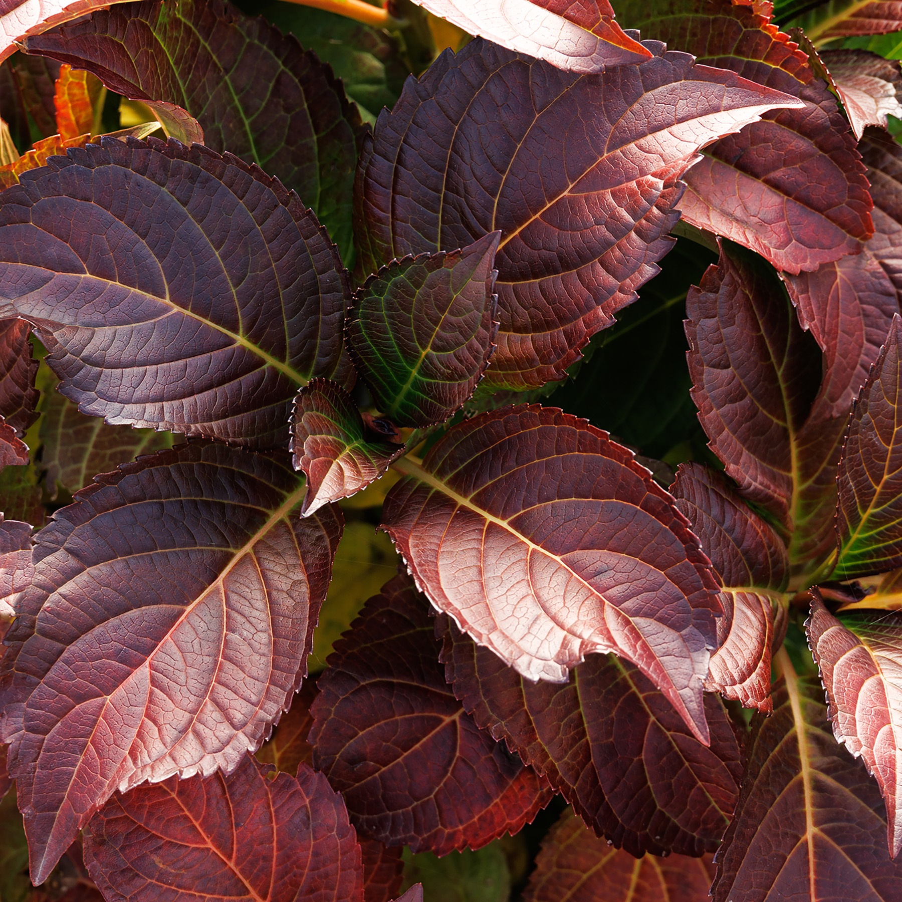 花45 Seaside Serenade® Hamptons Hydrangea, Monrovia Plant