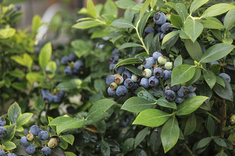 Monrovia Sunshine Blue Blueberry - Thumbnail 2