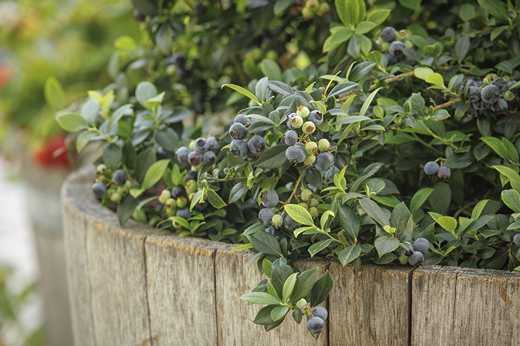 Bountiful™ Delight Blueberry, Vaccinium corymbosum 'ZF06-051' PP