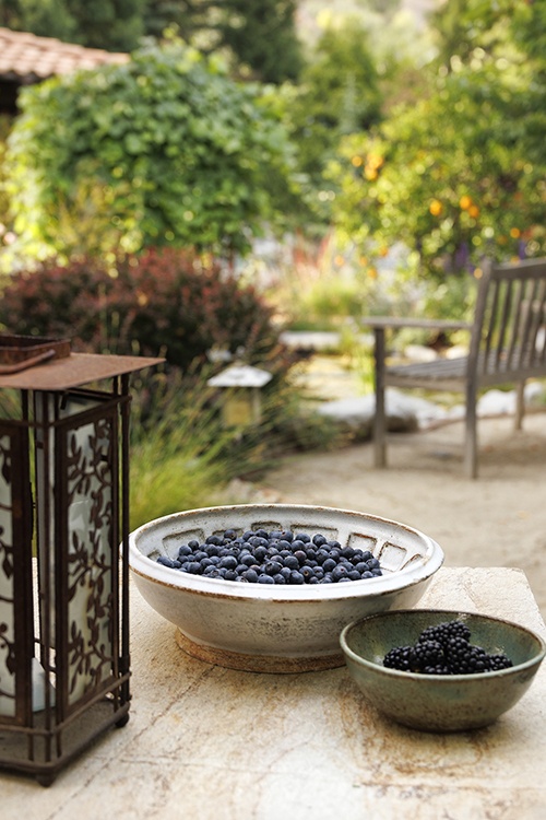 Bountiful™ Delight Blueberry, Vaccinium corymbosum 'ZF06-051' PP