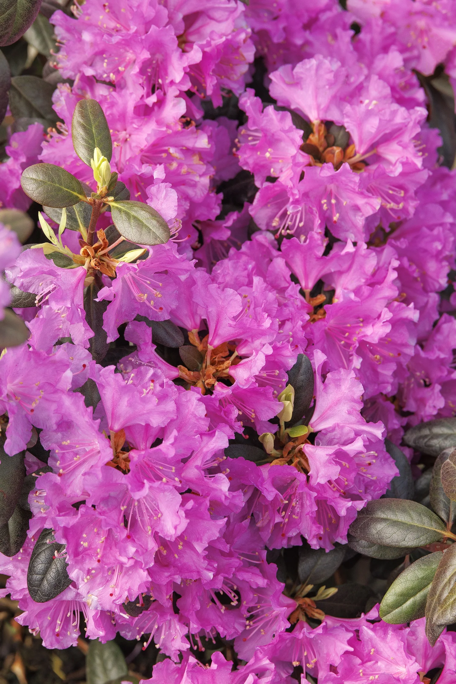 © Monrovia by Doreen Wynja