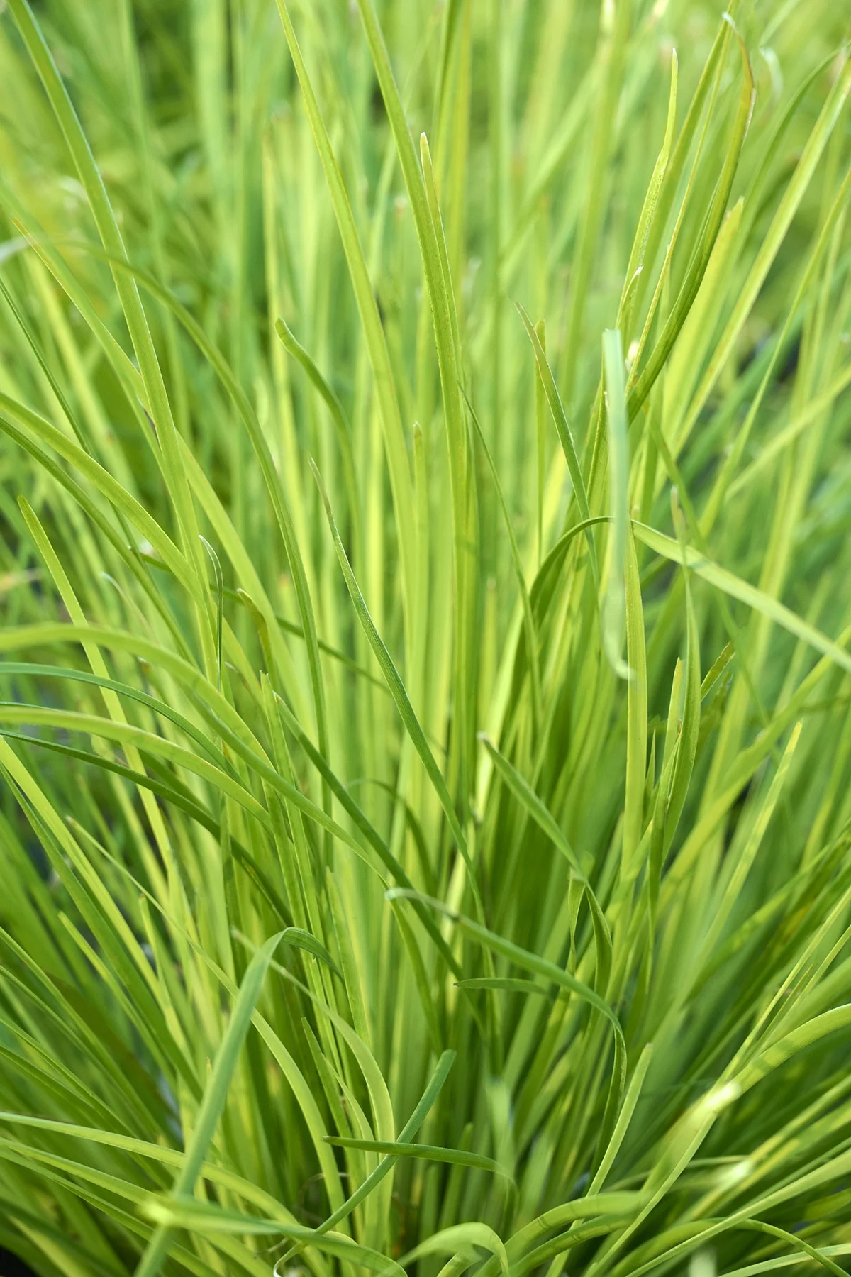 © Monrovia by Brandon Friend-Solis
