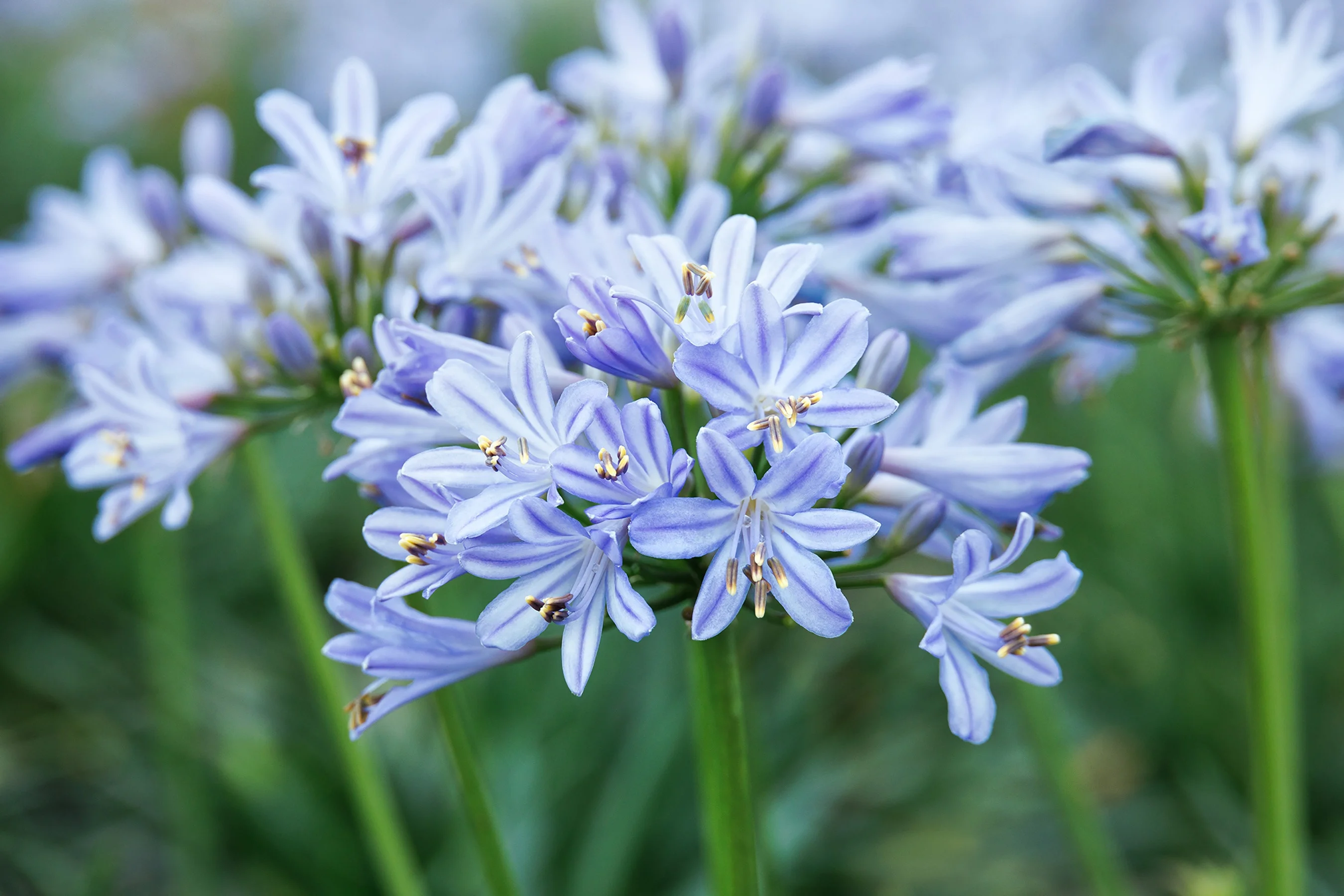 © Monrovia by Doreen Wynja