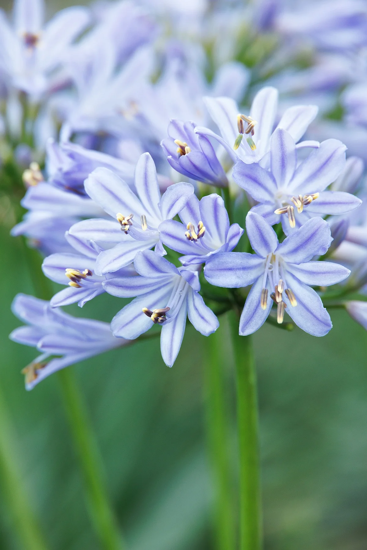 © Monrovia by Doreen Wynja