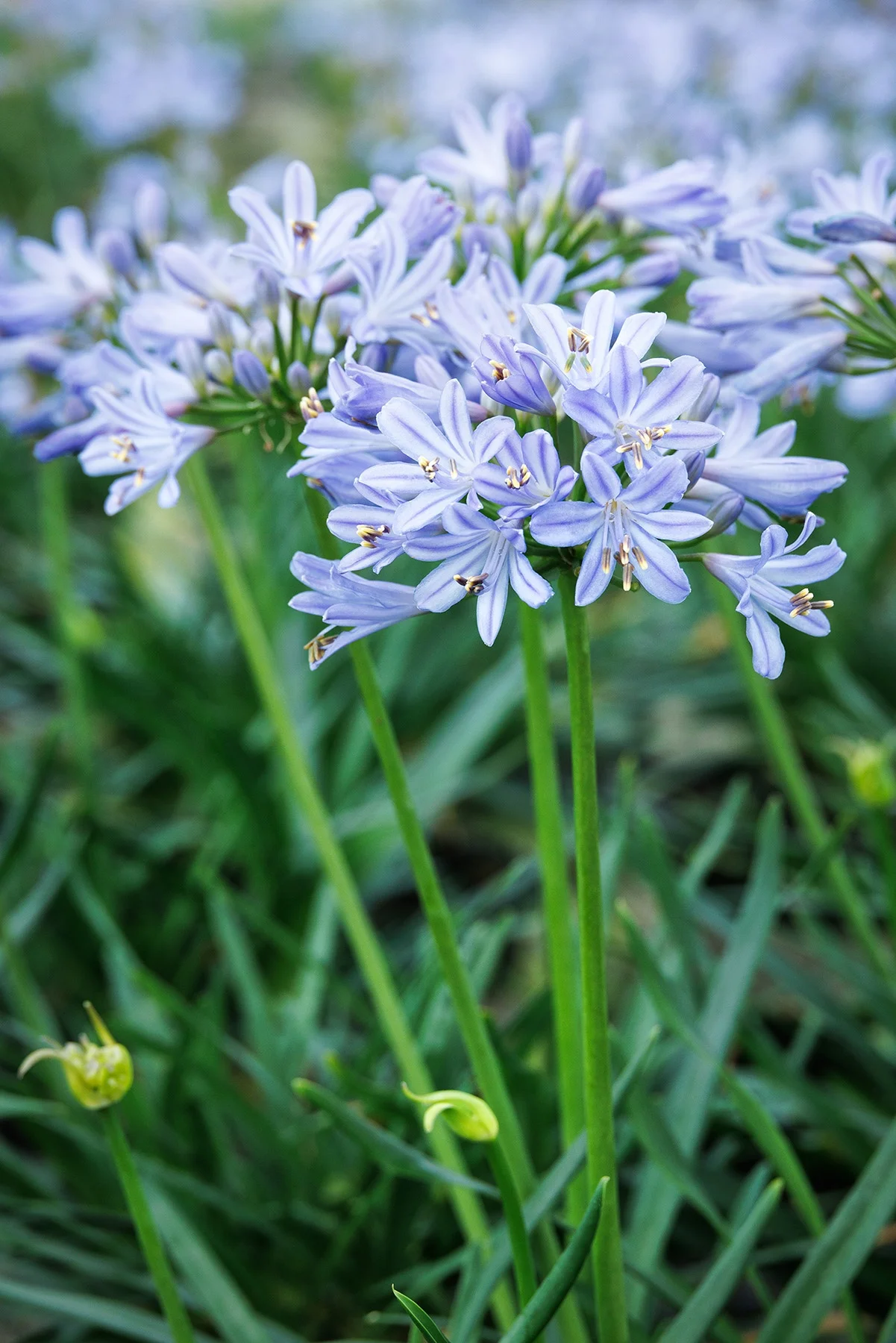 © Monrovia by Doreen Wynja