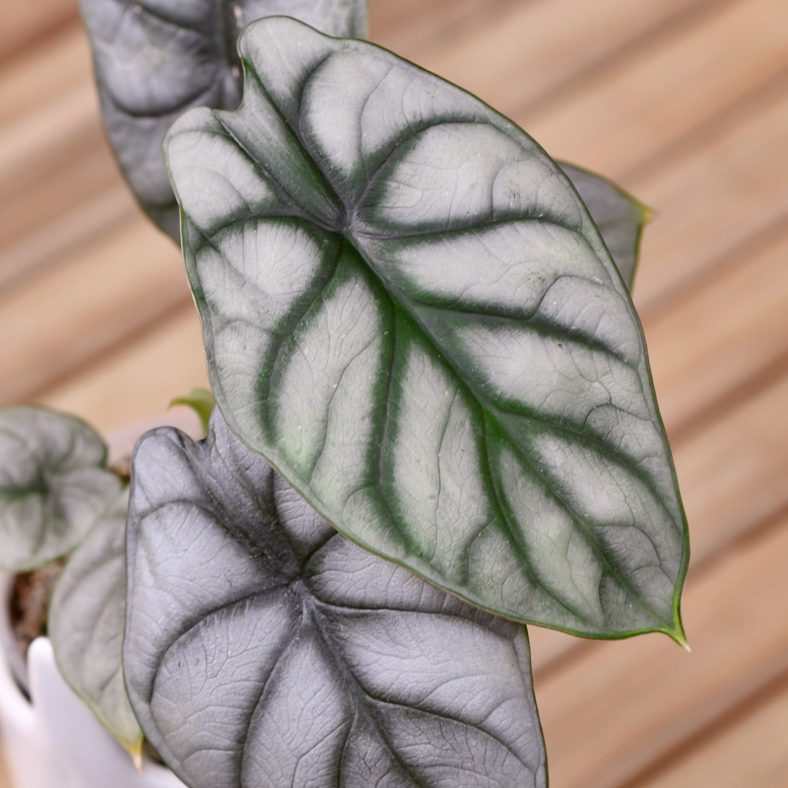 Silver Dragon Elephant Ear, Alocasia 'Silver Dragon', Monrovia Plant