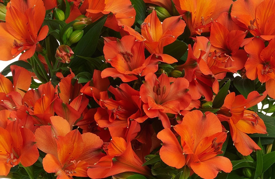 Colorita® Orania Peruvian Lily, Alstroemeria pallida 'AP080 Orange'