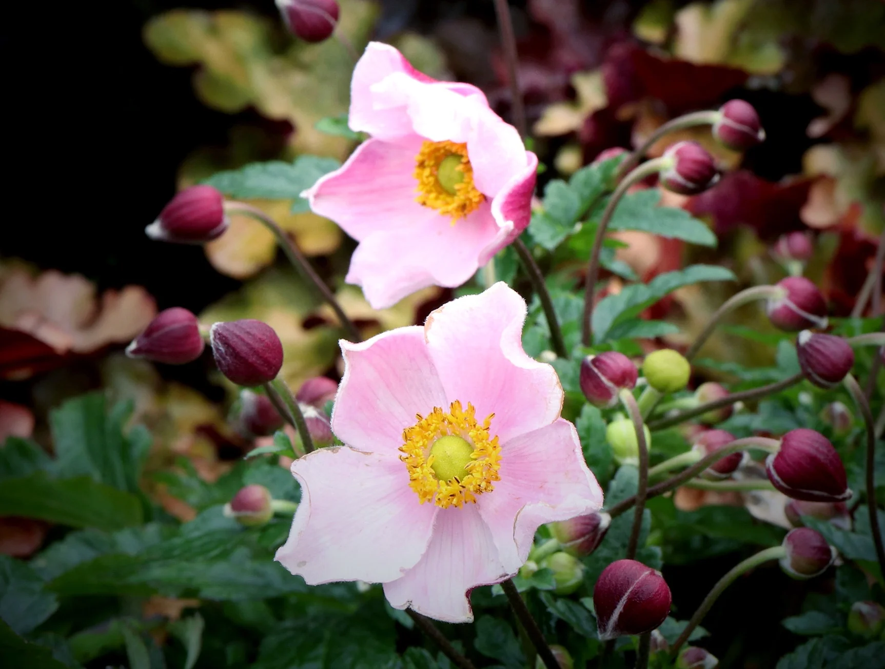 anemone 復刻版 ソマチッド Satin Doll™ Blush Anemone, Anemone x 'Blush' PPAF, Monrovia Plant