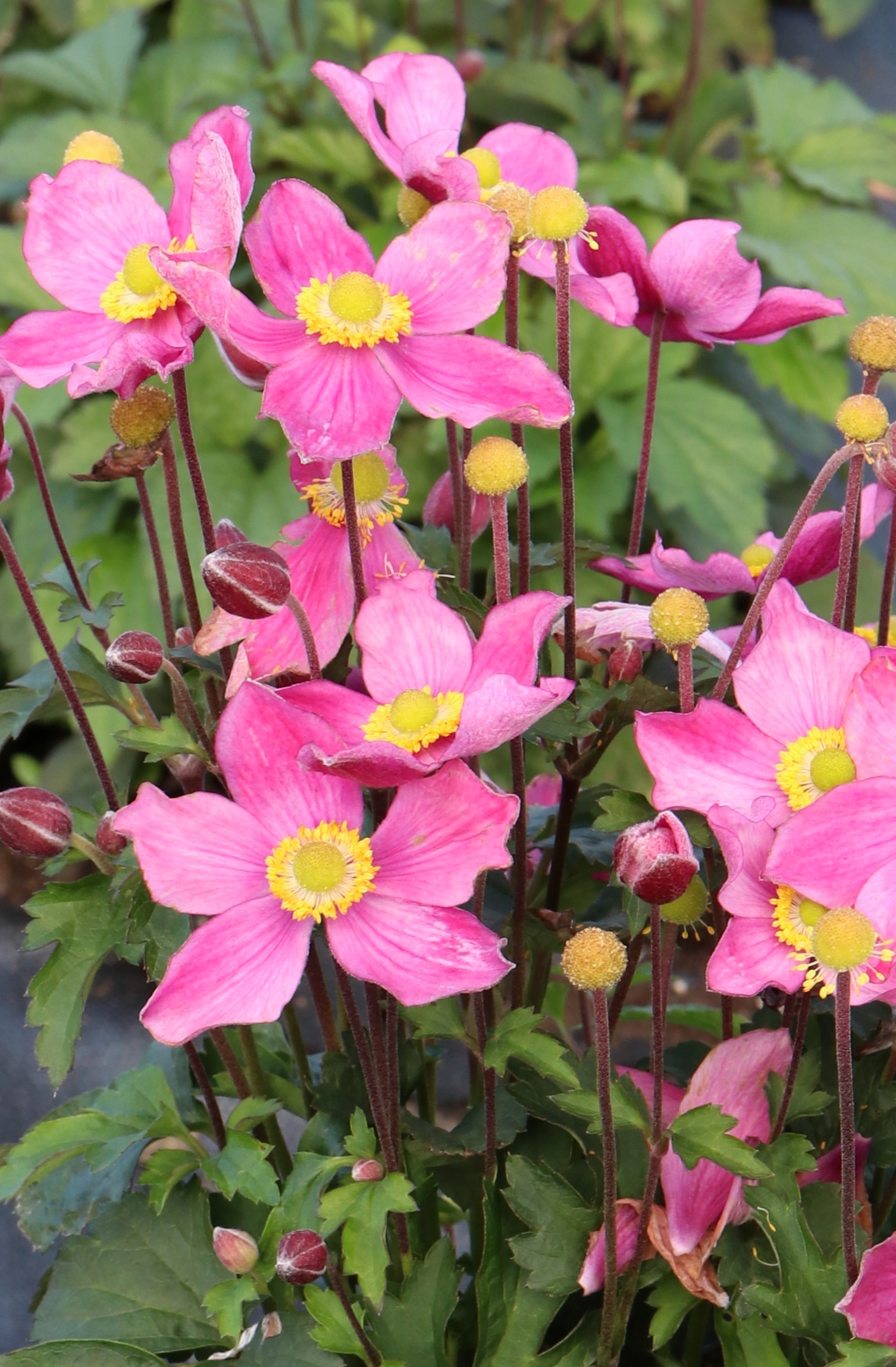 Satin Doll™ Rosé Anemone, Anemone x 'Rosé' PPAF, Monrovia Plant