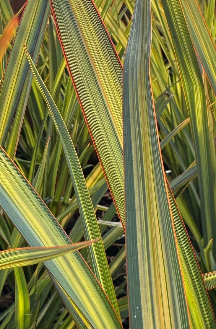Apricot Queen New Zealand Flax, Phormium 'Apricot Queen', Monrovia