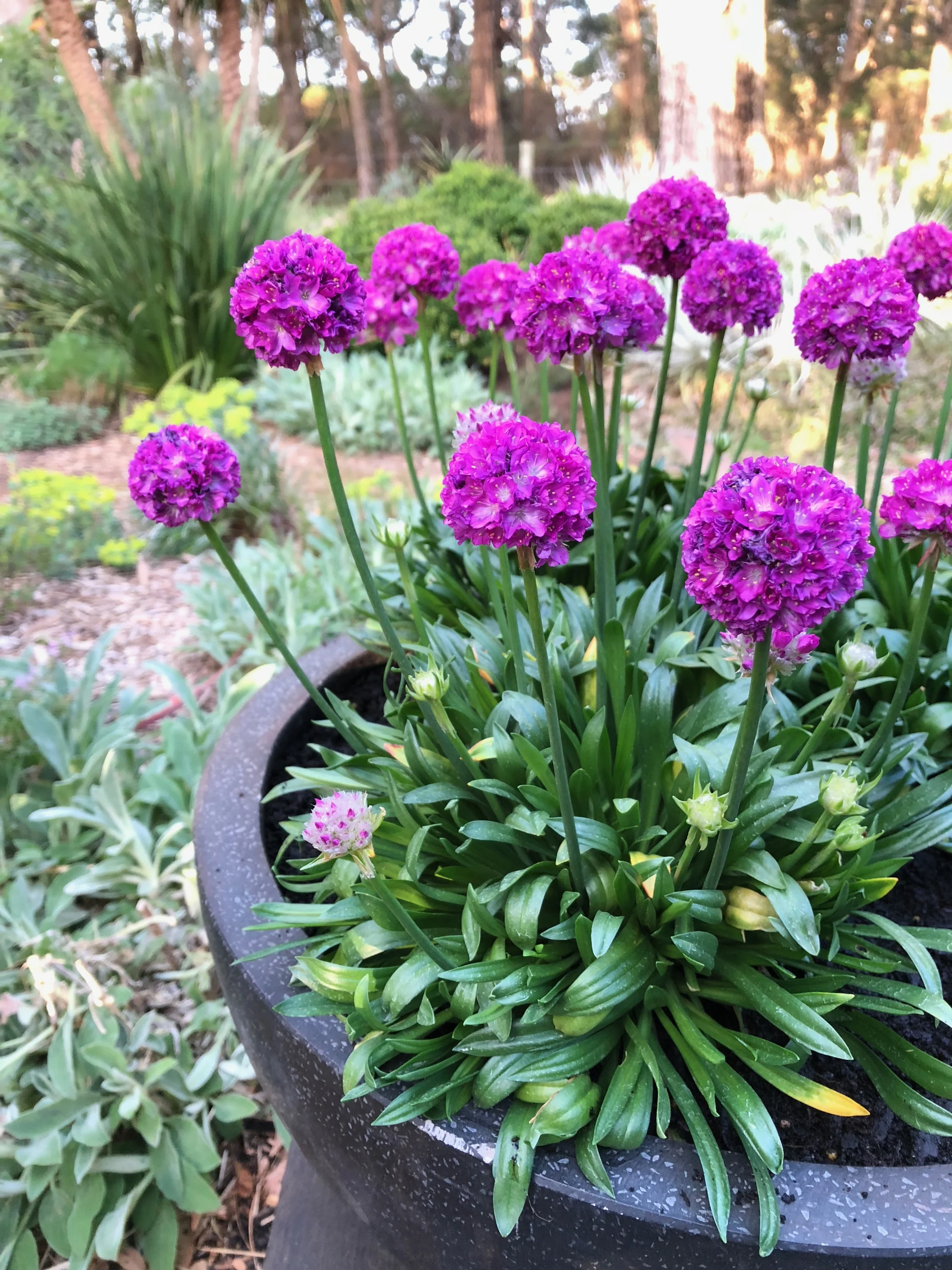 Dreameria® Vivid Dreams Thrift, Monrovia Plant