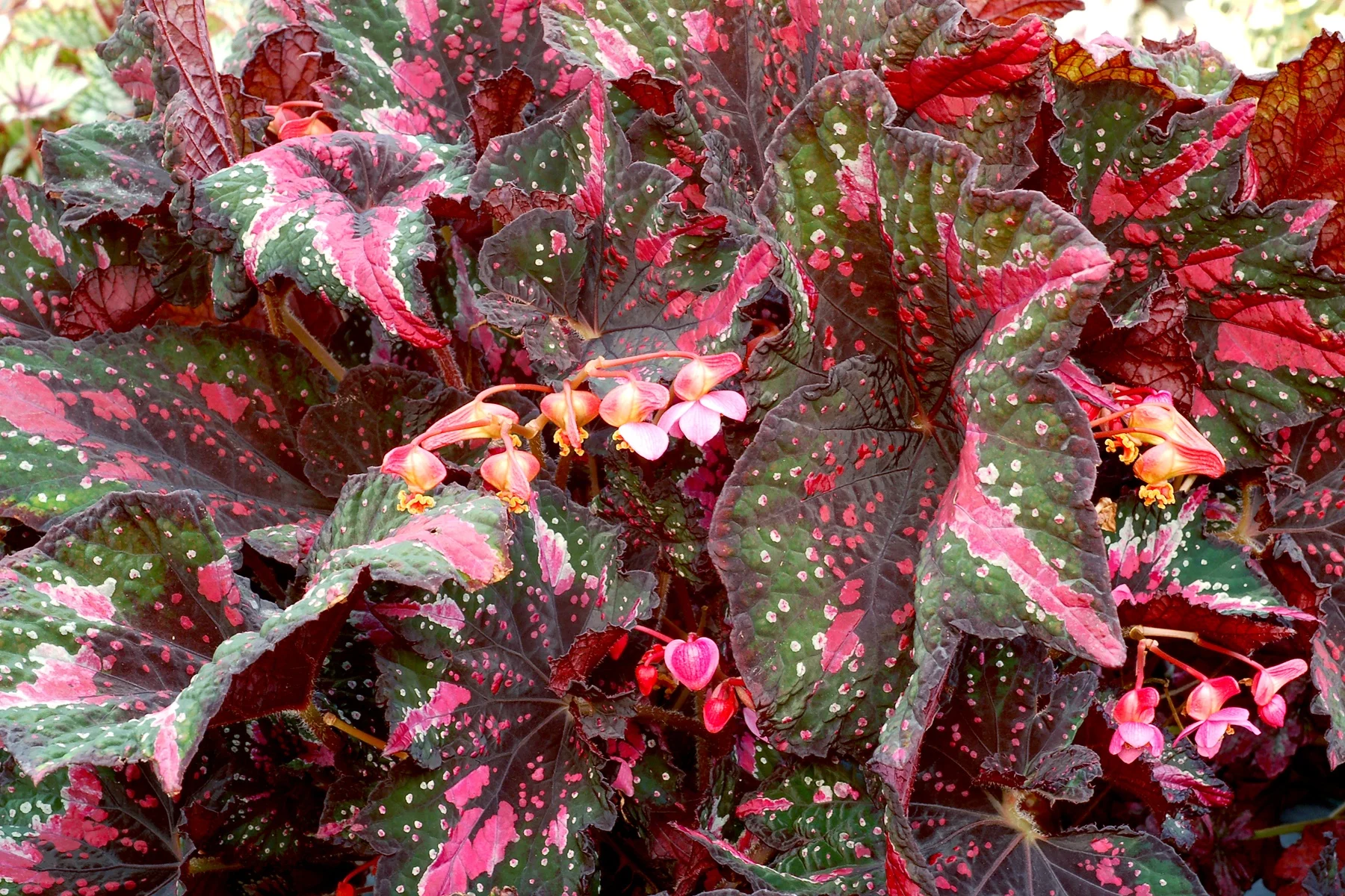 Terra Nova Nurseries 