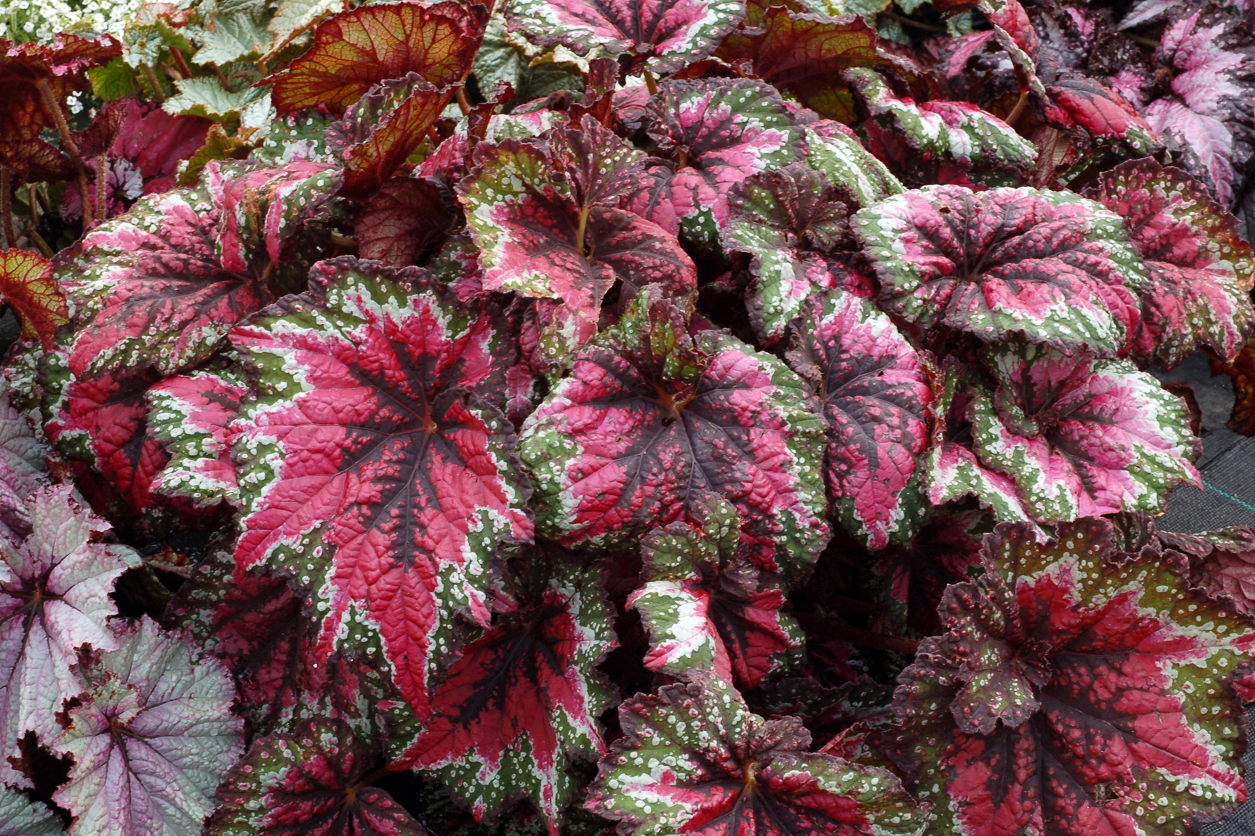 T Rex® St. Nick Rex Begonia, Begonia rex-cultorum 'St. Nick' PP