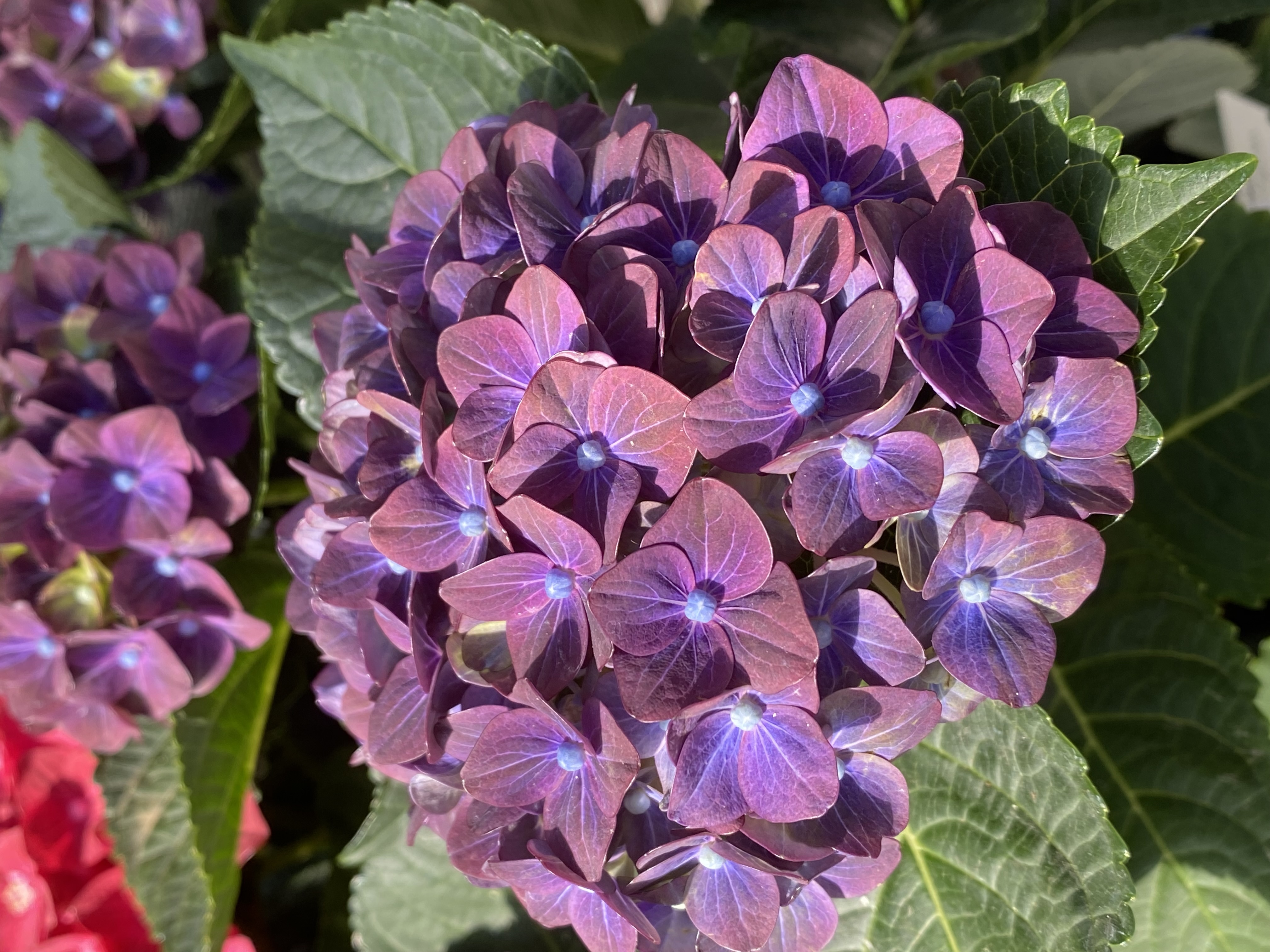 BloomChampion® Rosso Glory Hydrangea, Monrovia Plant