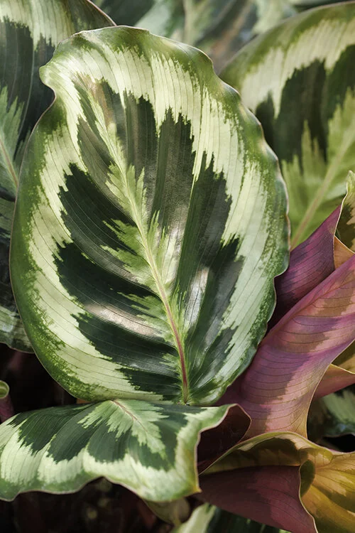 Marion Prayer Plant, Calathea 'Marion', Monrovia Plant