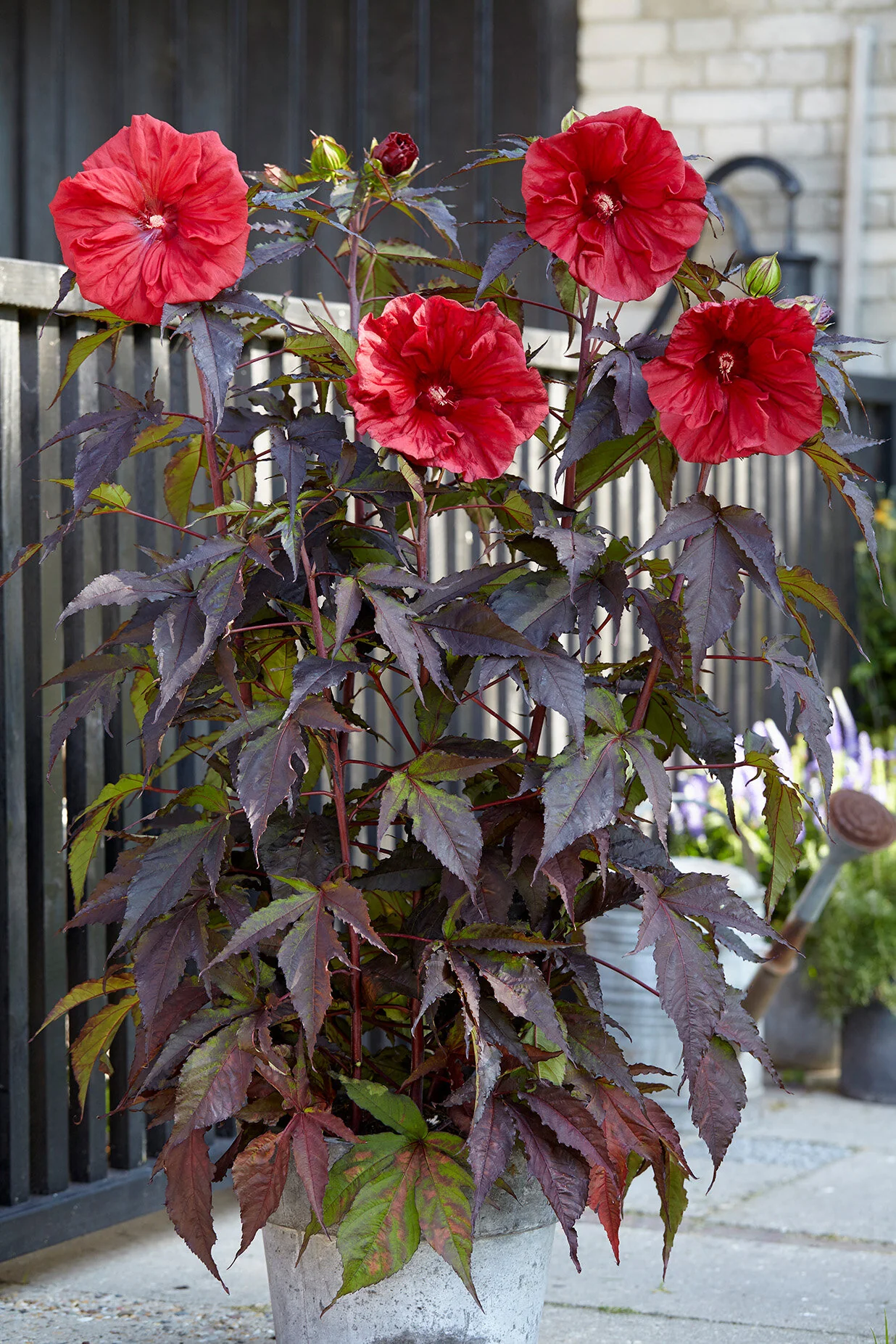 Carousel™ Red Wine Hibiscus, Hibiscus moscheutos 'Tahi61' PPAF