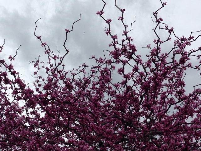 Zig Zag® Redbud, Cercis canadensis 'Seirb' PP #32,895, Monrovia Plant