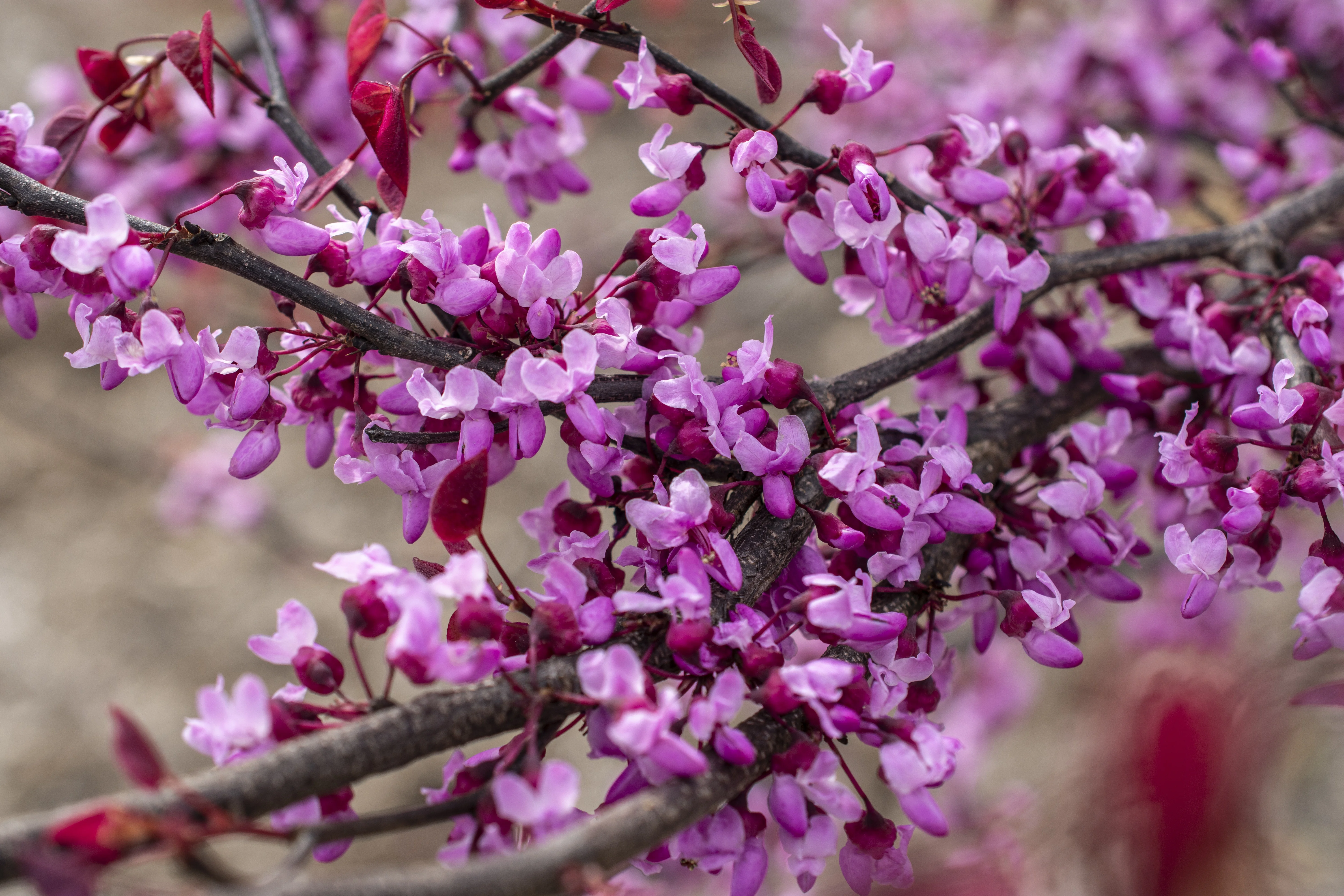 Star Roses and Plants 
