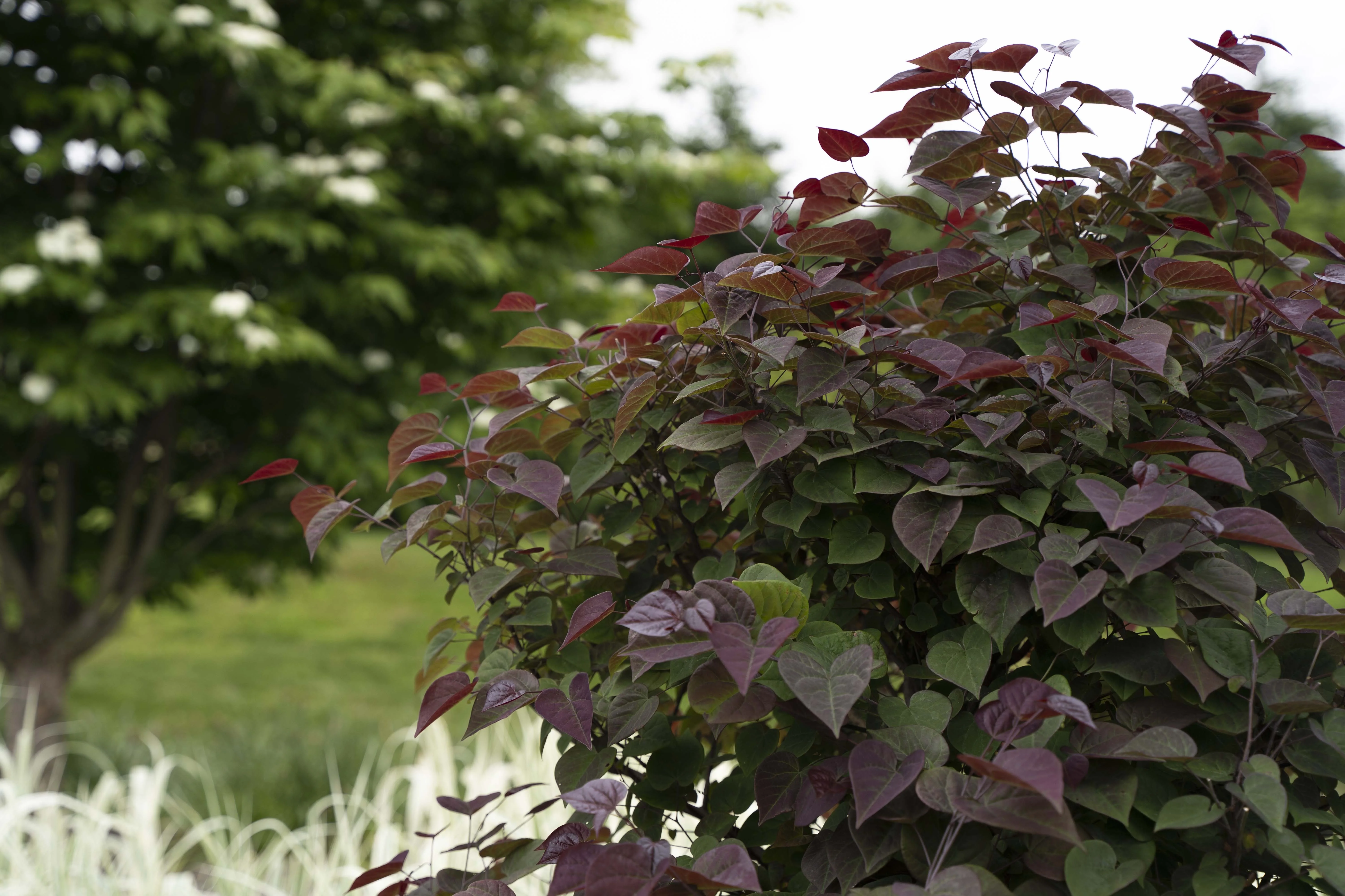 Star Roses and Plants 