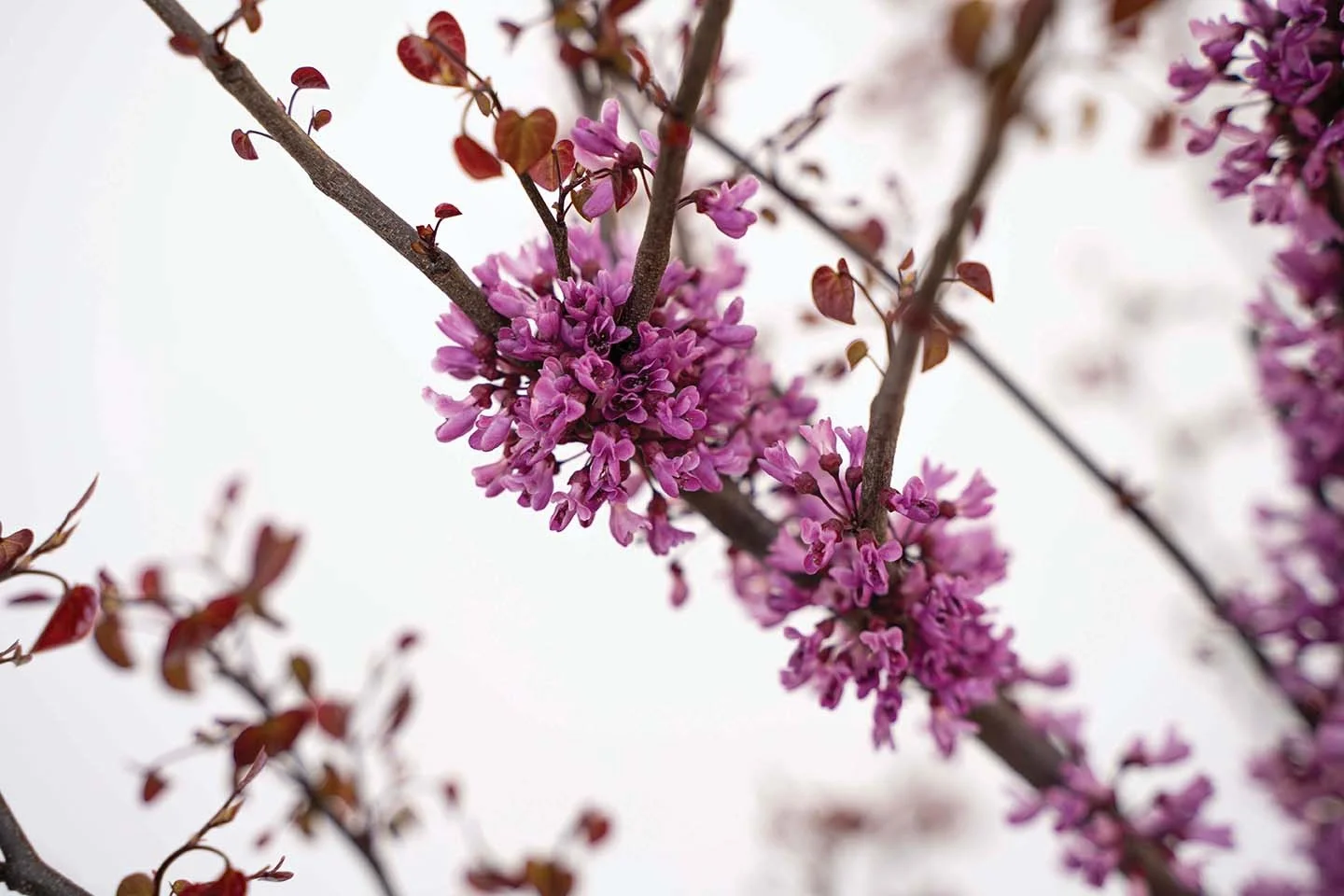 Star Roses and Plants 