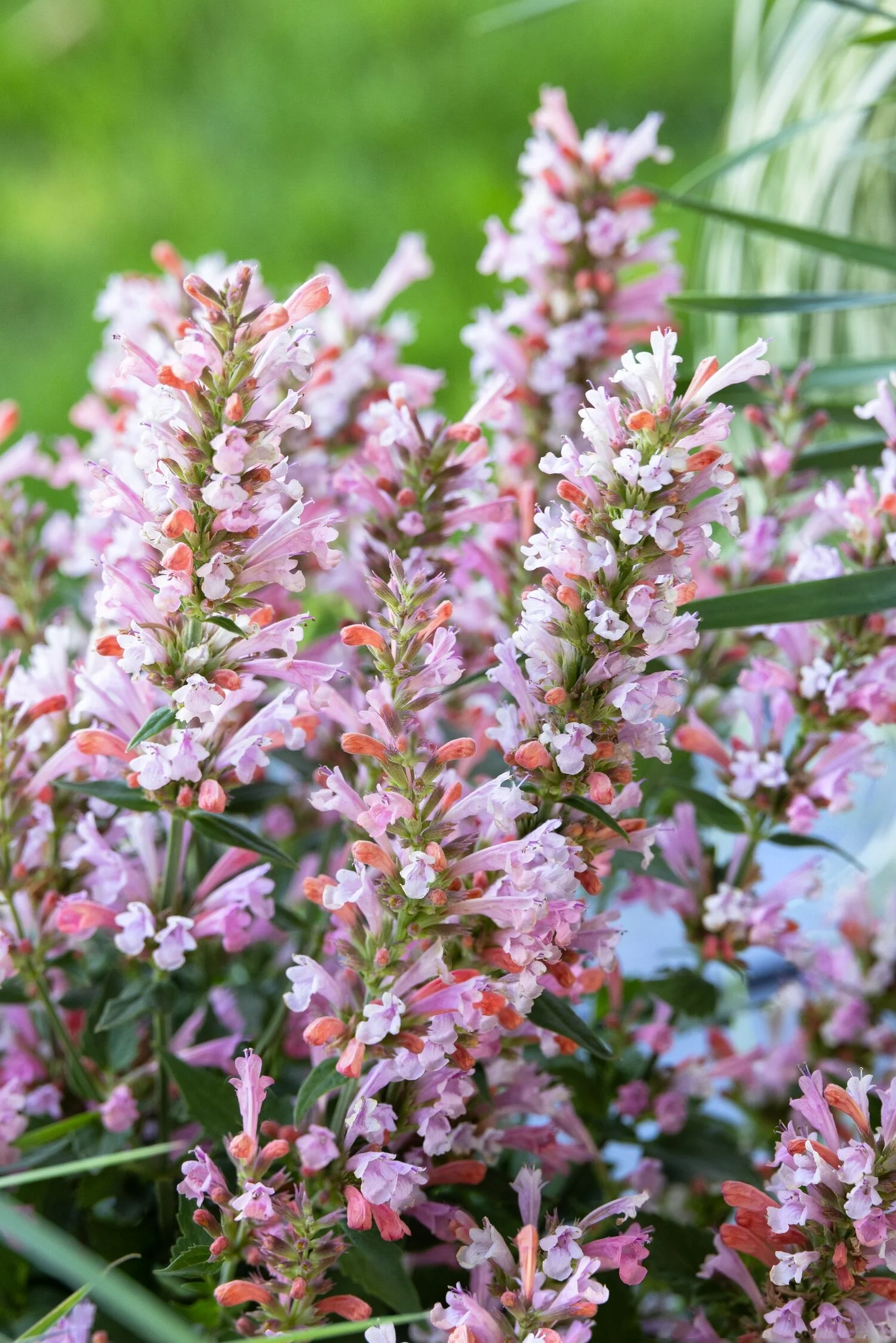 © Monrovia by Doreen Wynja