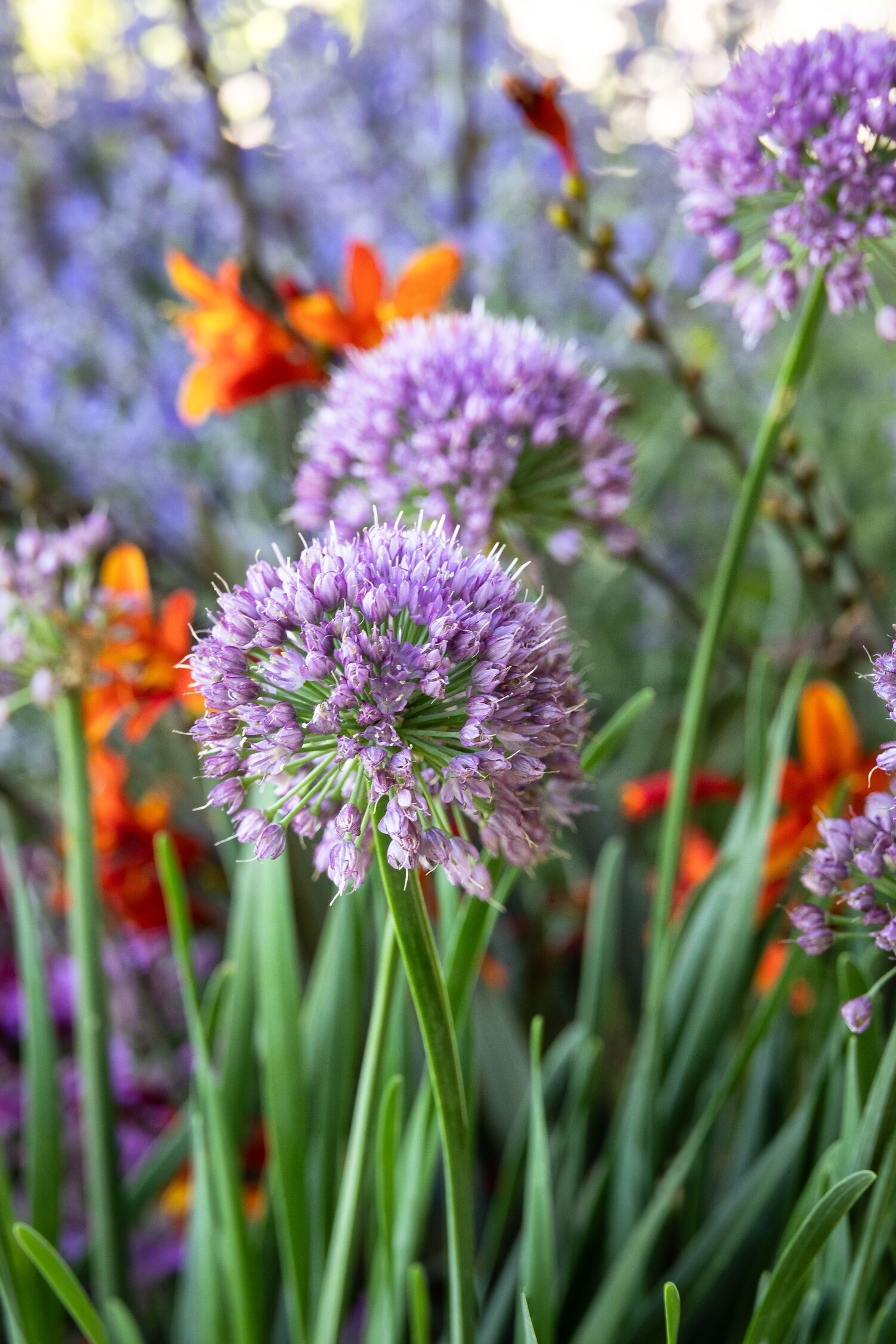 Cobalt Millenium Ornamental Onion, Allium x 'FB2020' PP #35,932
