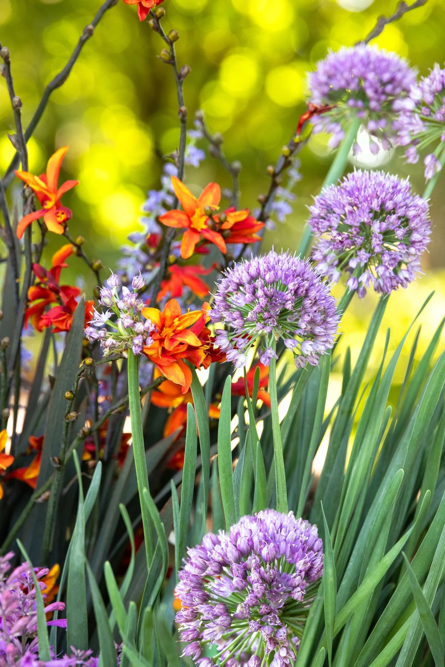 © Monrovia by Doreen Wynja