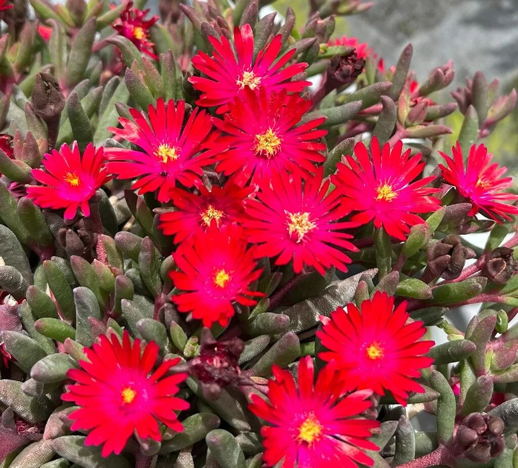 Desert Dancers Red Ice Plant, Delosperma '21-12' PPAF, Monrovia Plant