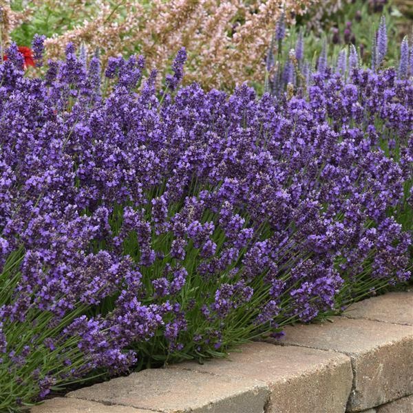 lavender様 SuperBlue English Lavender, Lavandula angustifolia 'Superblue' PP