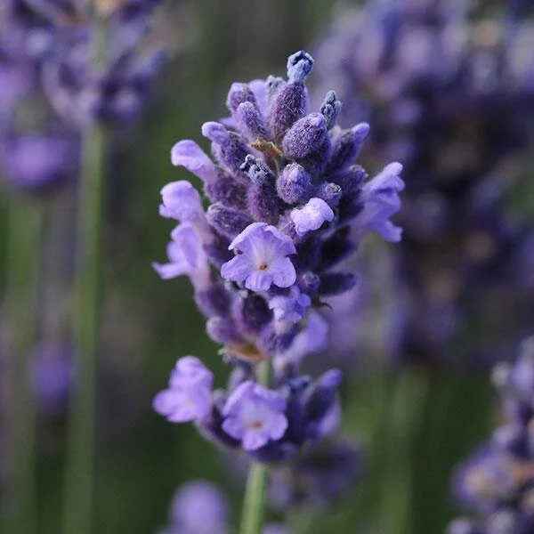 SuperBlue English Lavender, Lavandula angustifolia 'Superblue' PP