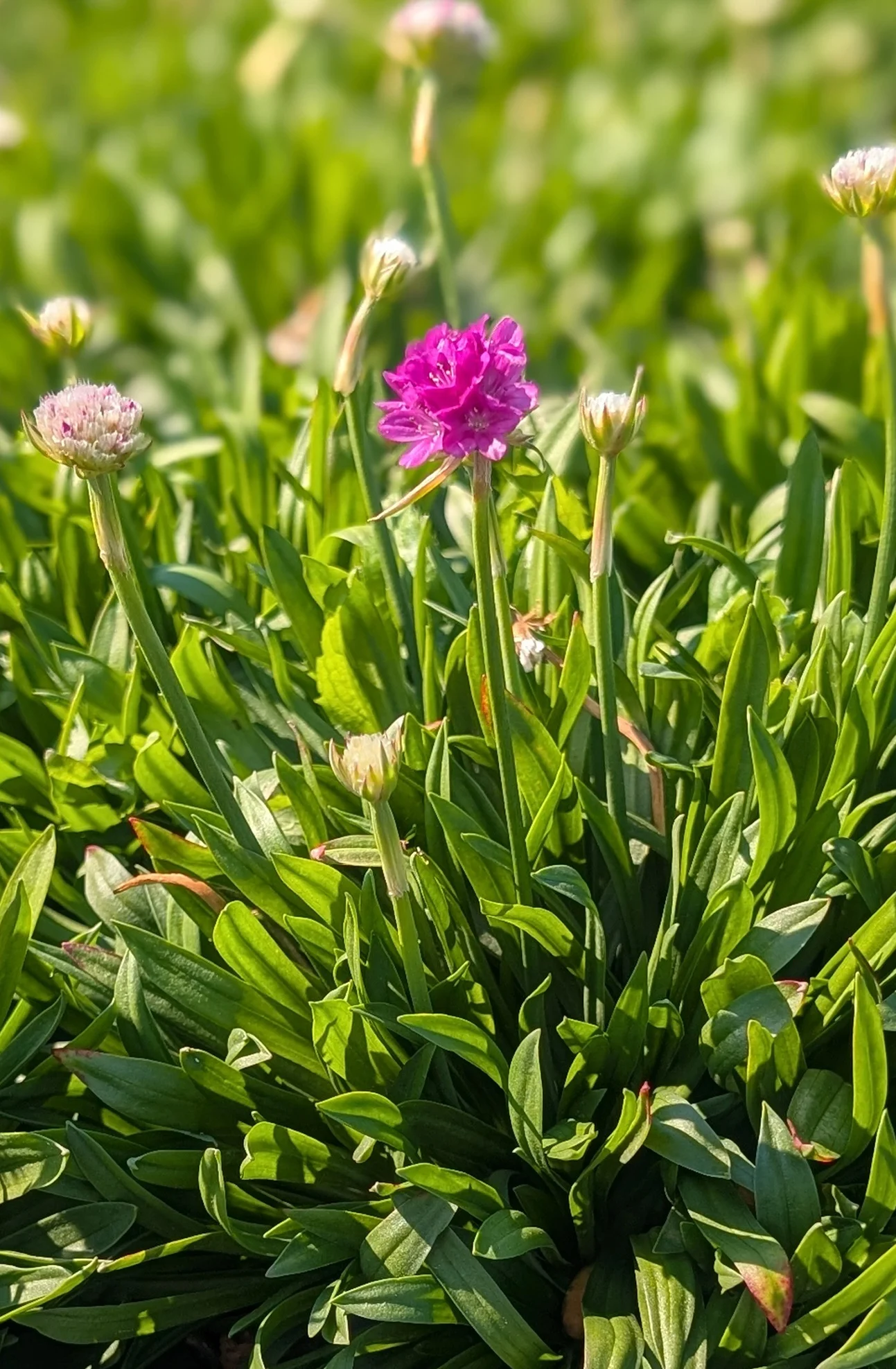 Dreameria® Vivid Dreams Thrift, Monrovia Plant