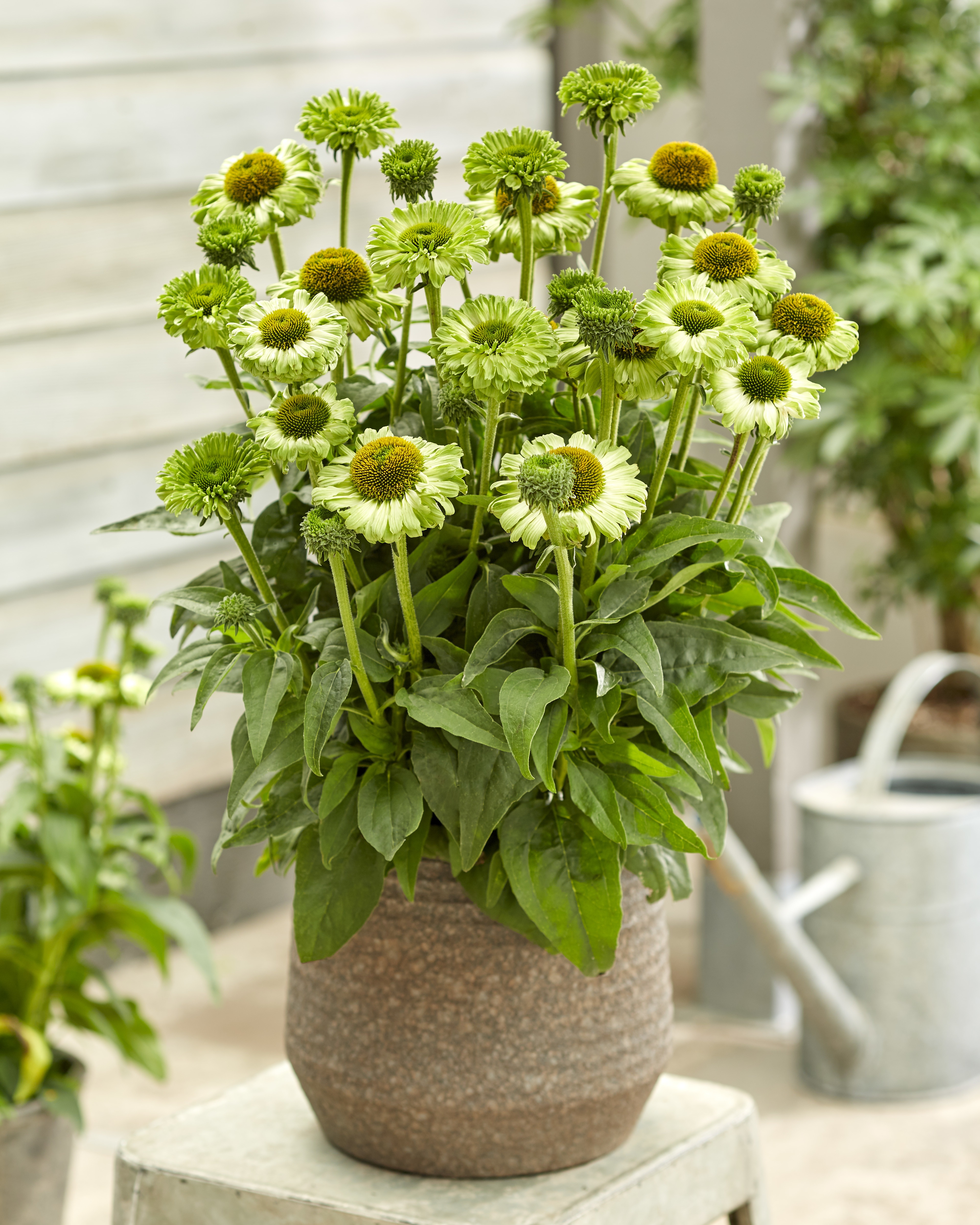 SunSeekers Apple Green Coneflower, Echinacea 'Apple Green'