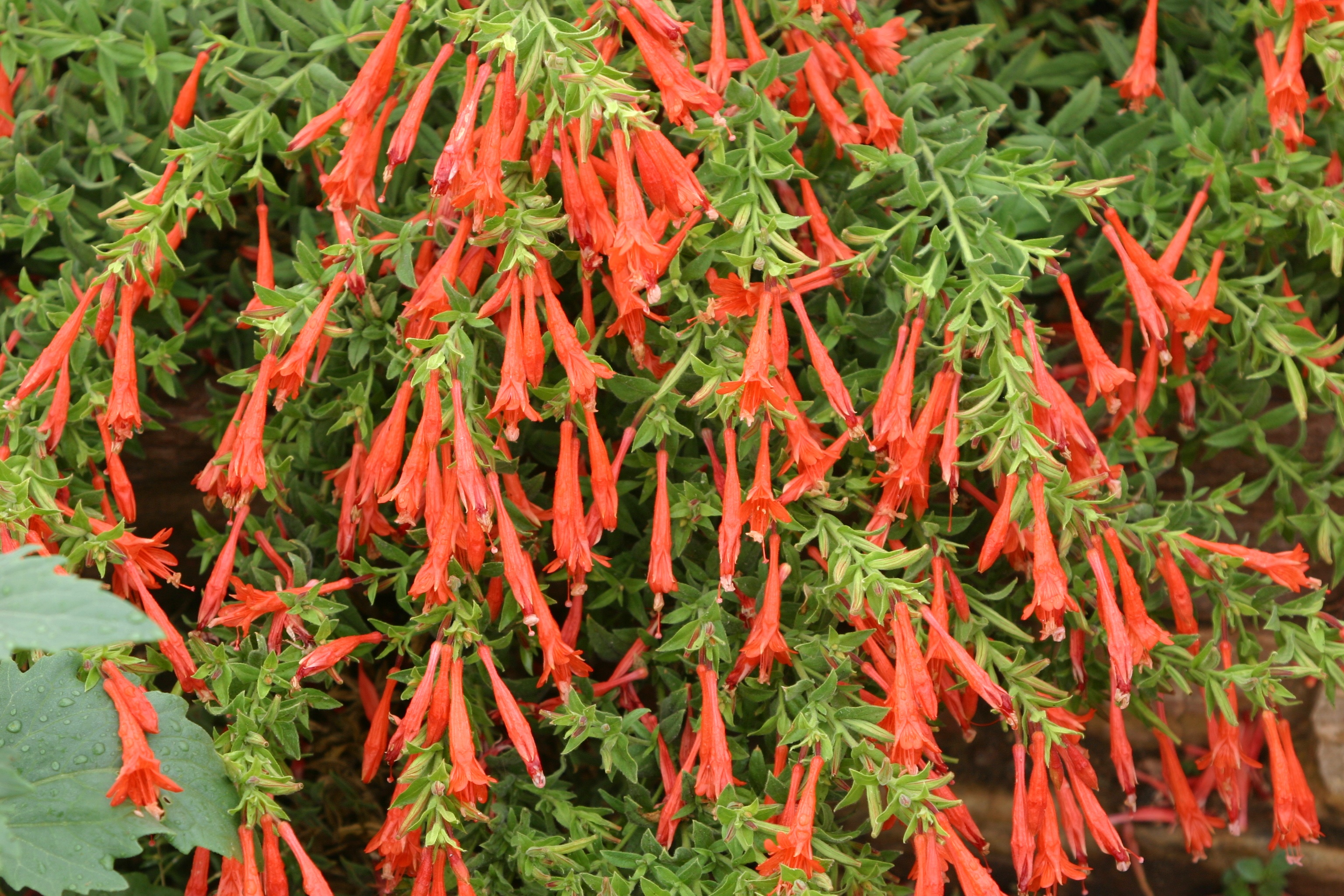 Orange Carpet® Hummingbird Trumpet, Zauschneria garrettii 'PWWG01S'