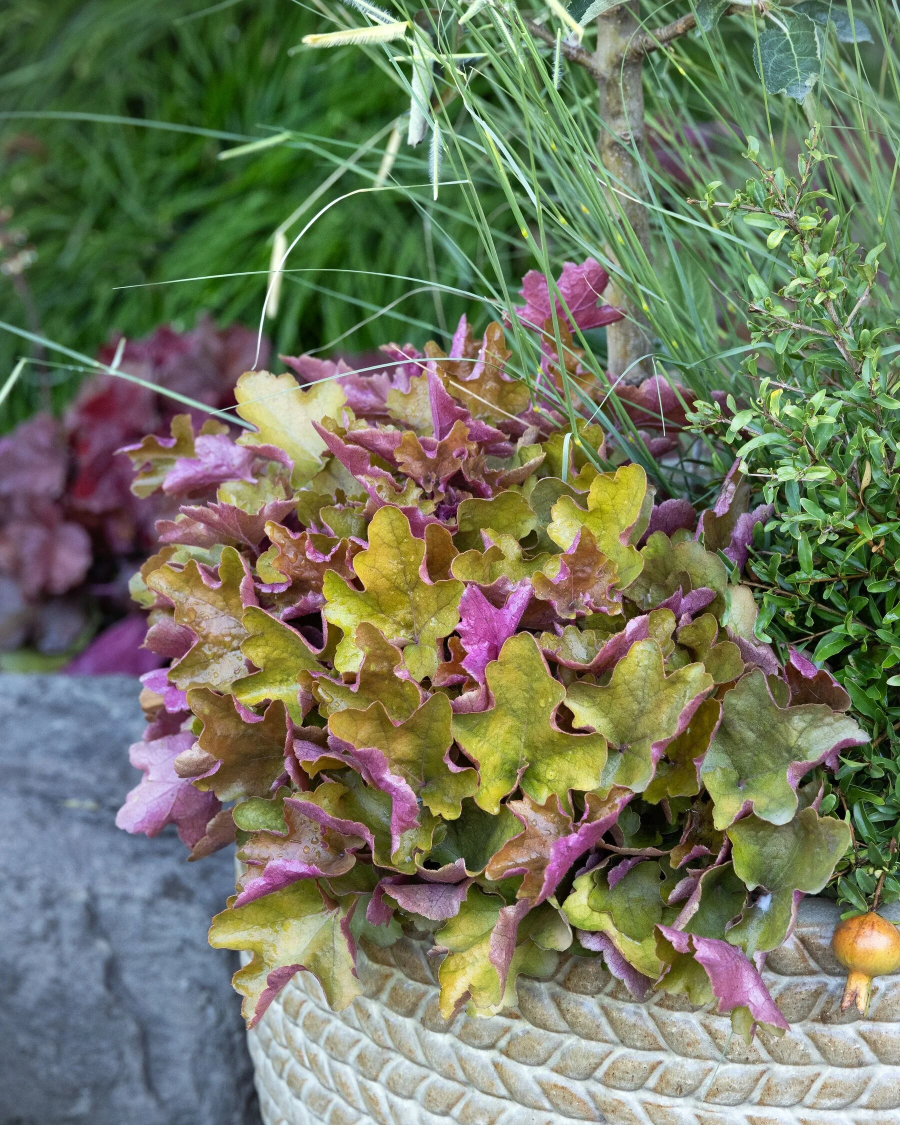 © Monrovia by Doreen Wyjna