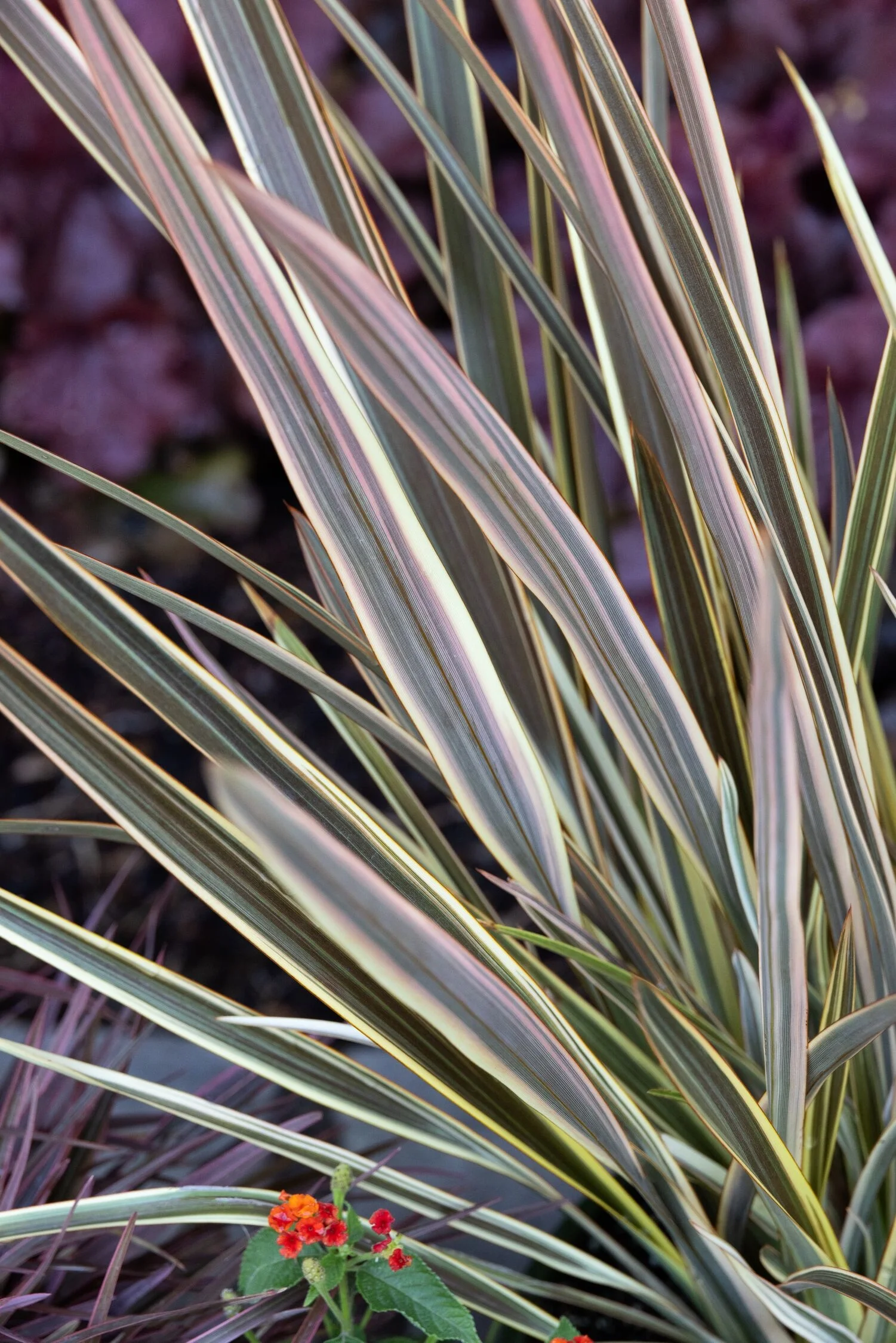 © Monrovia by Doreen Wyjna