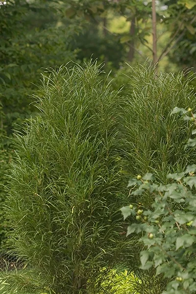 ©Proven Winners® Color Choice®