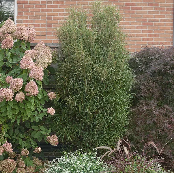 ©Proven Winners® Color Choice®