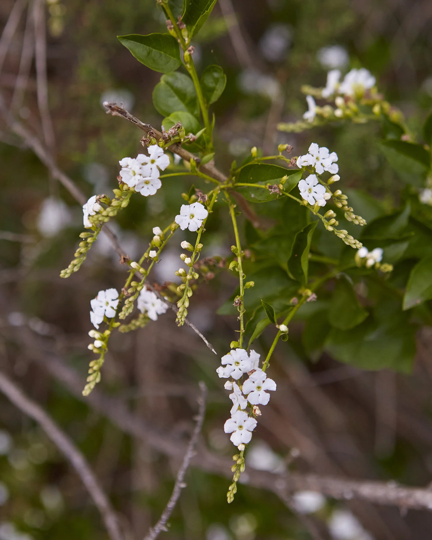White Sky Flower, Duranta erecta 'Alba', Monrovia Plant