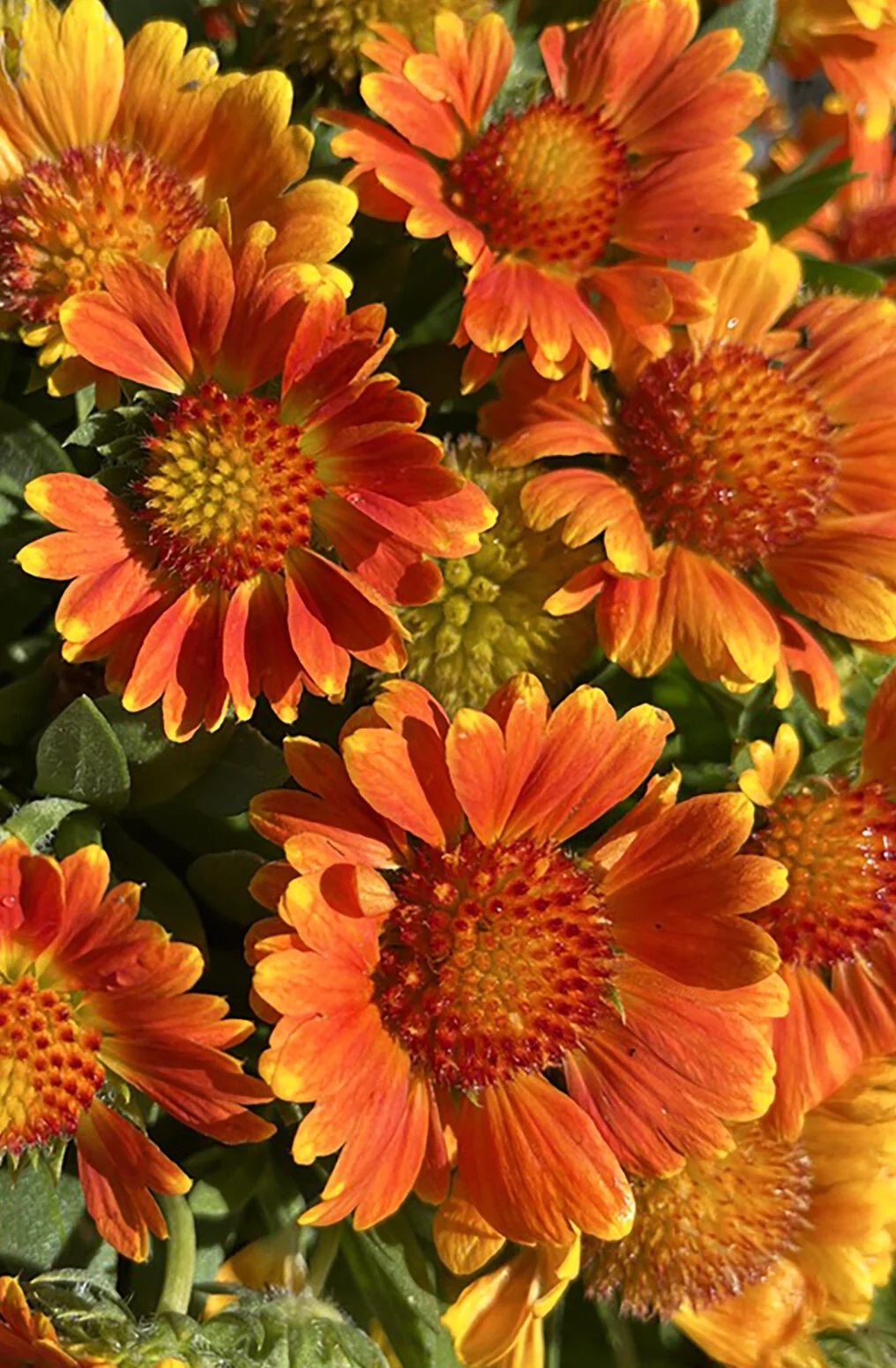 Gusto™ Orange Zest Blanket Flower, Gaillardia , Monrovia Plant