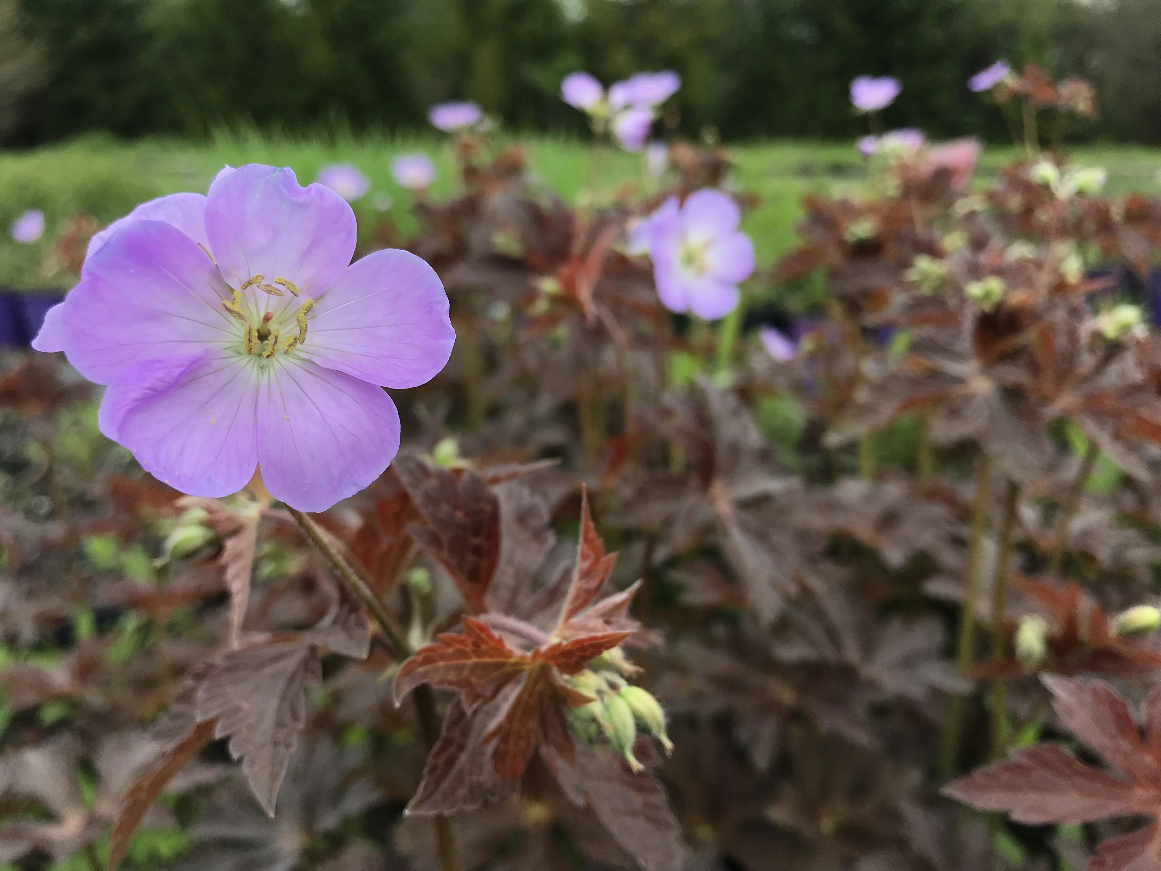Huggy Bear Cranesbill, Geranium maculatum 'Huggy Bear' PPAF