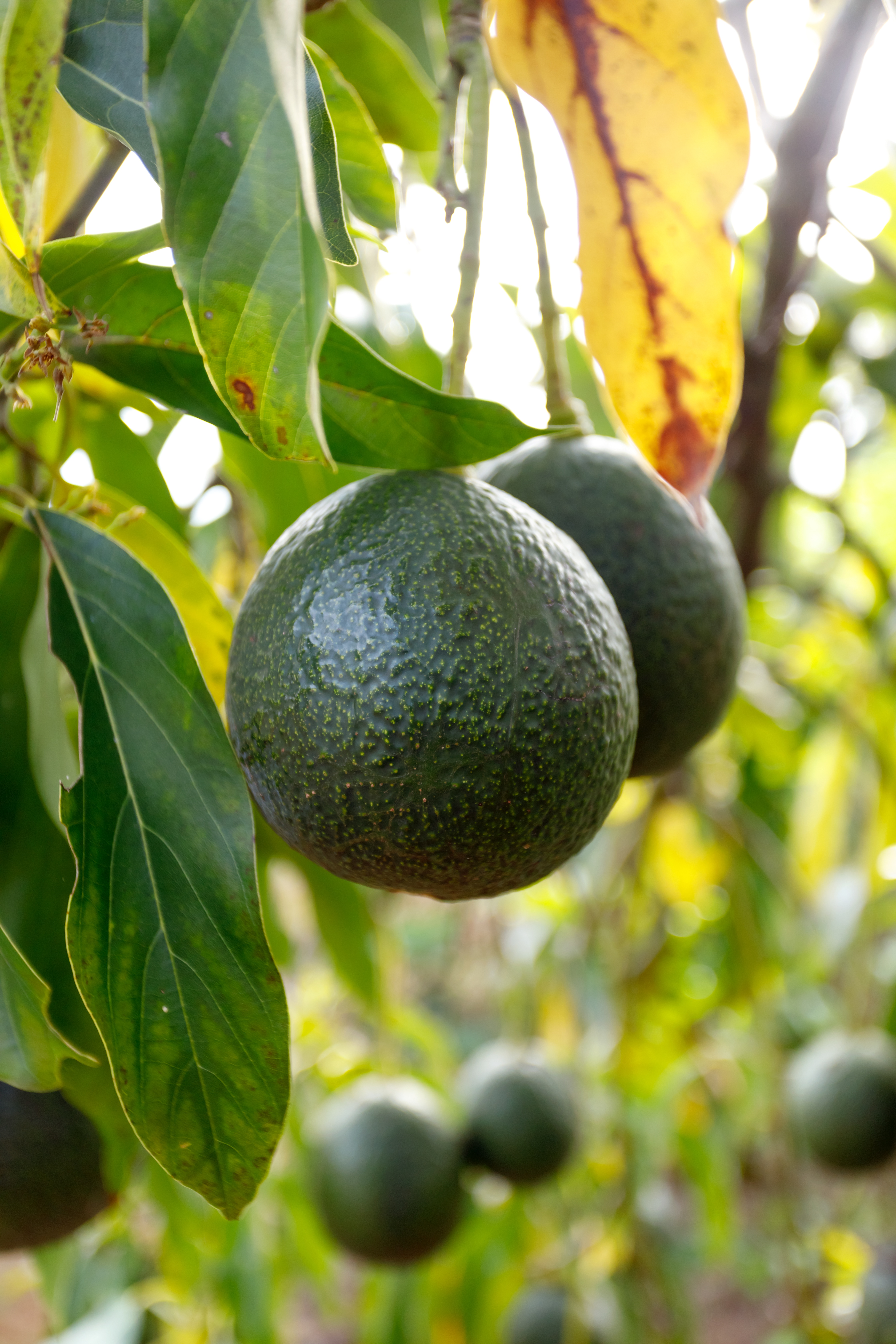 Holiday Avocado, Persea americana 'Holiday', Monrovia Plant