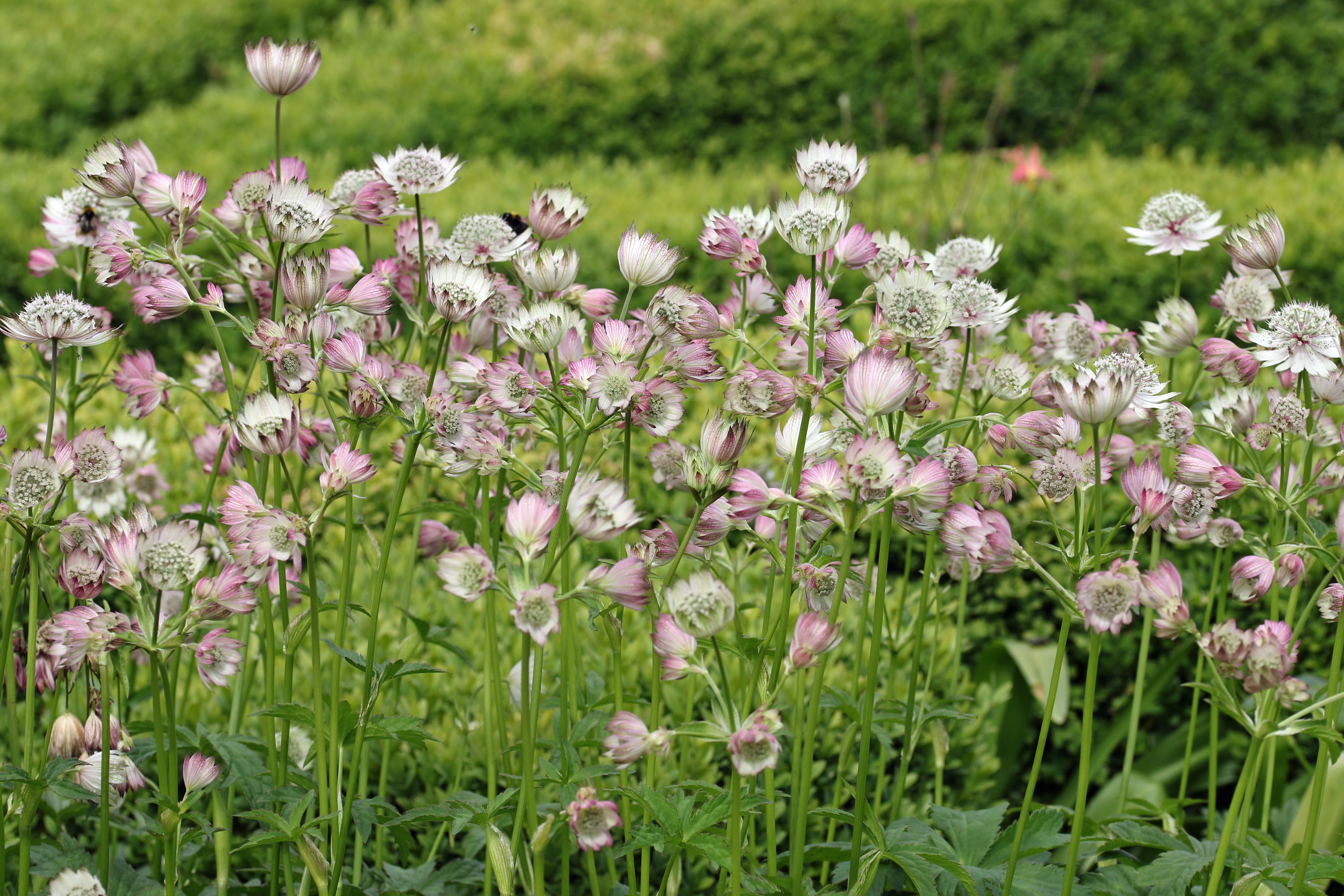 Magical Diamonds Pink Masterwort, Astrantia major 'Magical Diamonds Pink'