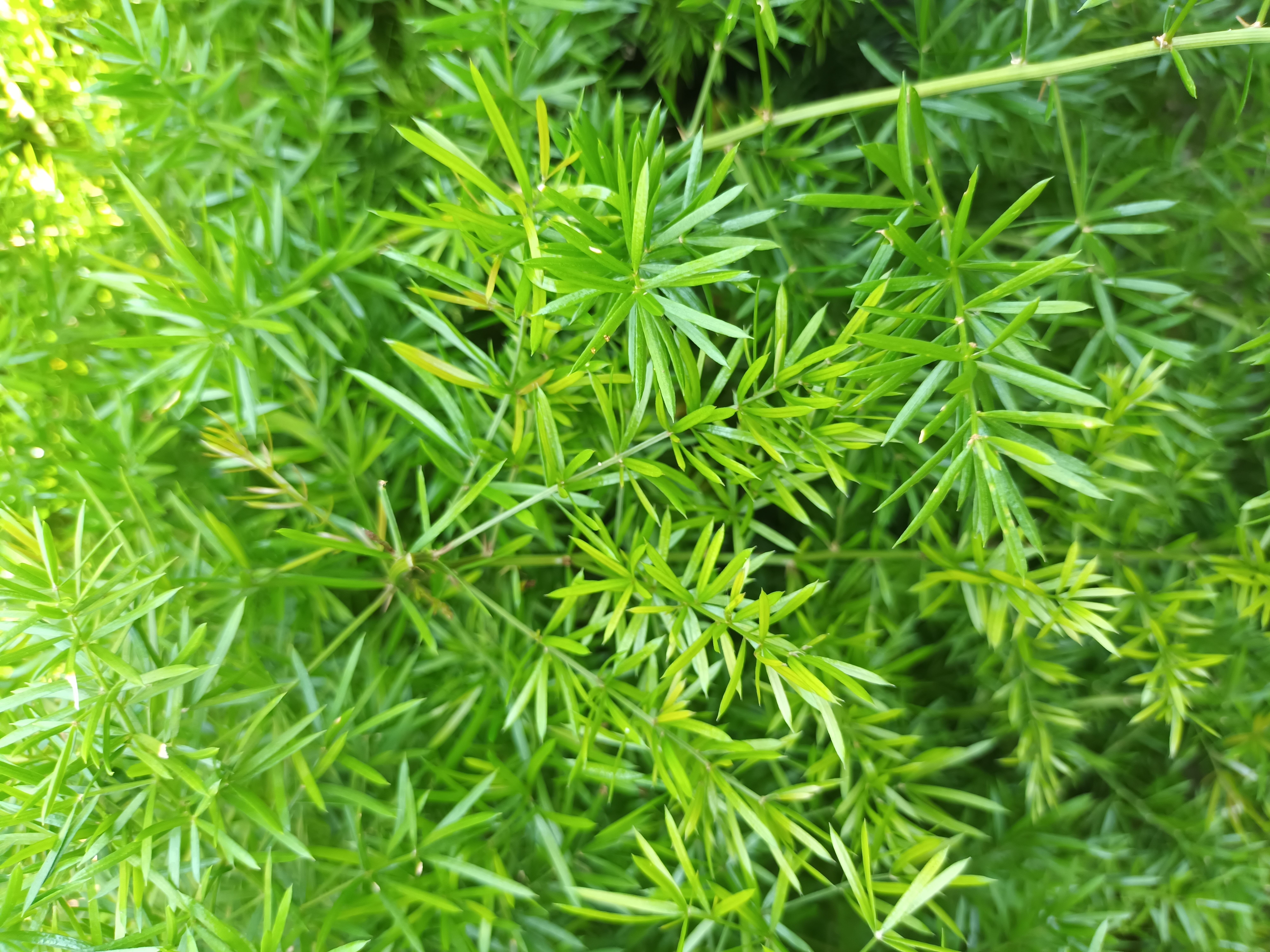 Sicklethorn, Asparagus falcatus, Monrovia Plant