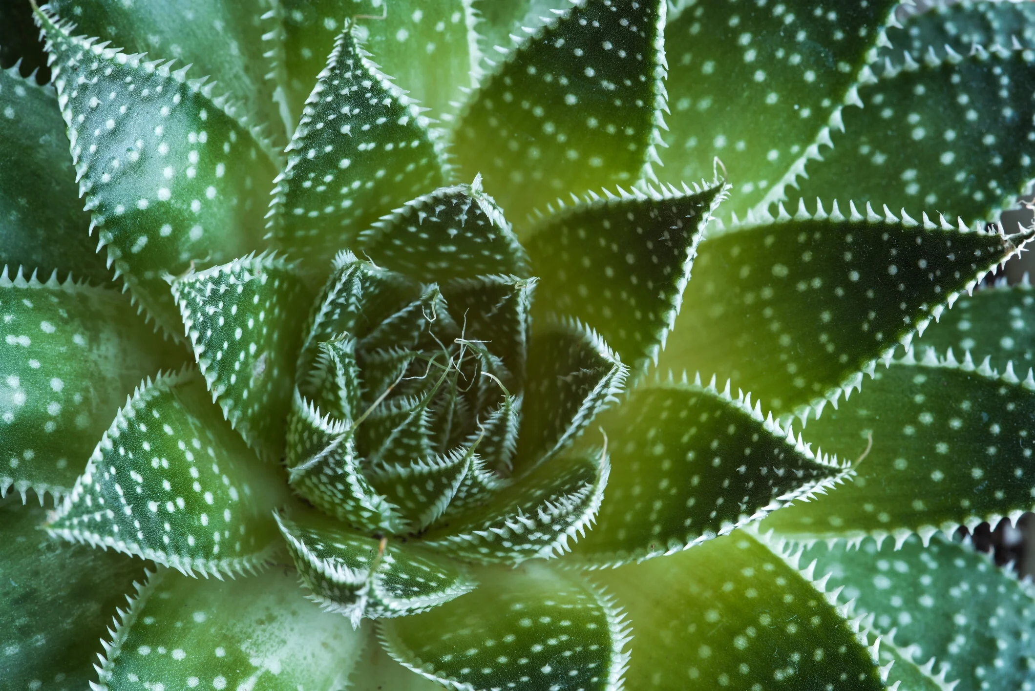 Lace Aloe, Aloe aristata, Monrovia Plant