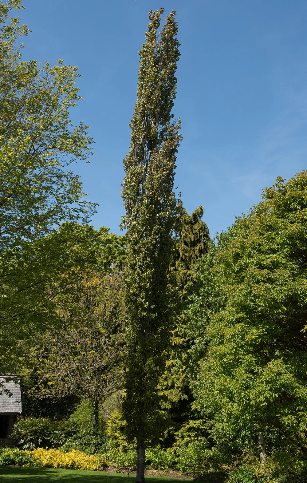 Columnar Swedish Aspen, Populus tremula 'Erecta', Monrovia Plant